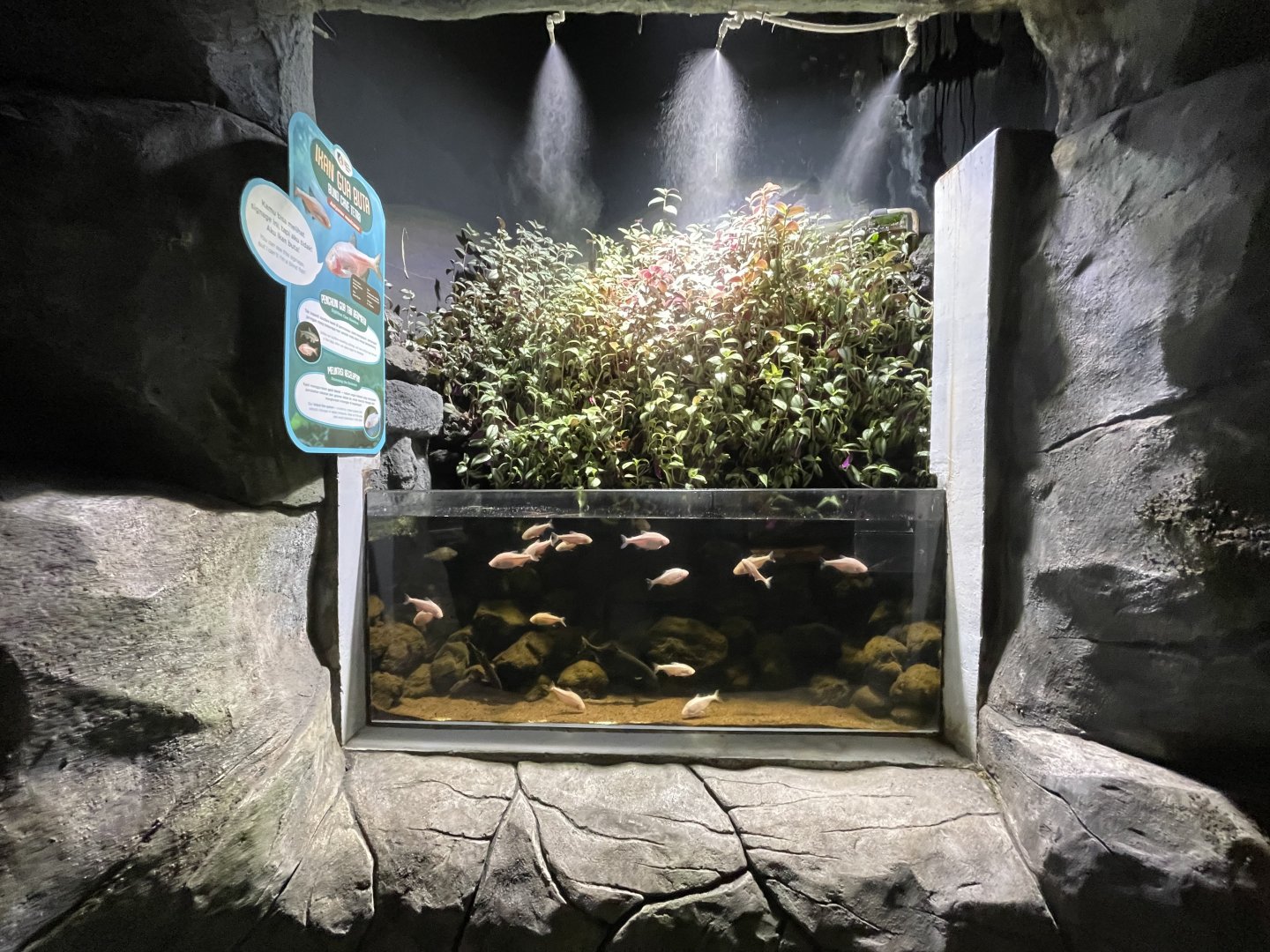 blind cave fish & elephantnose fish exhibit
