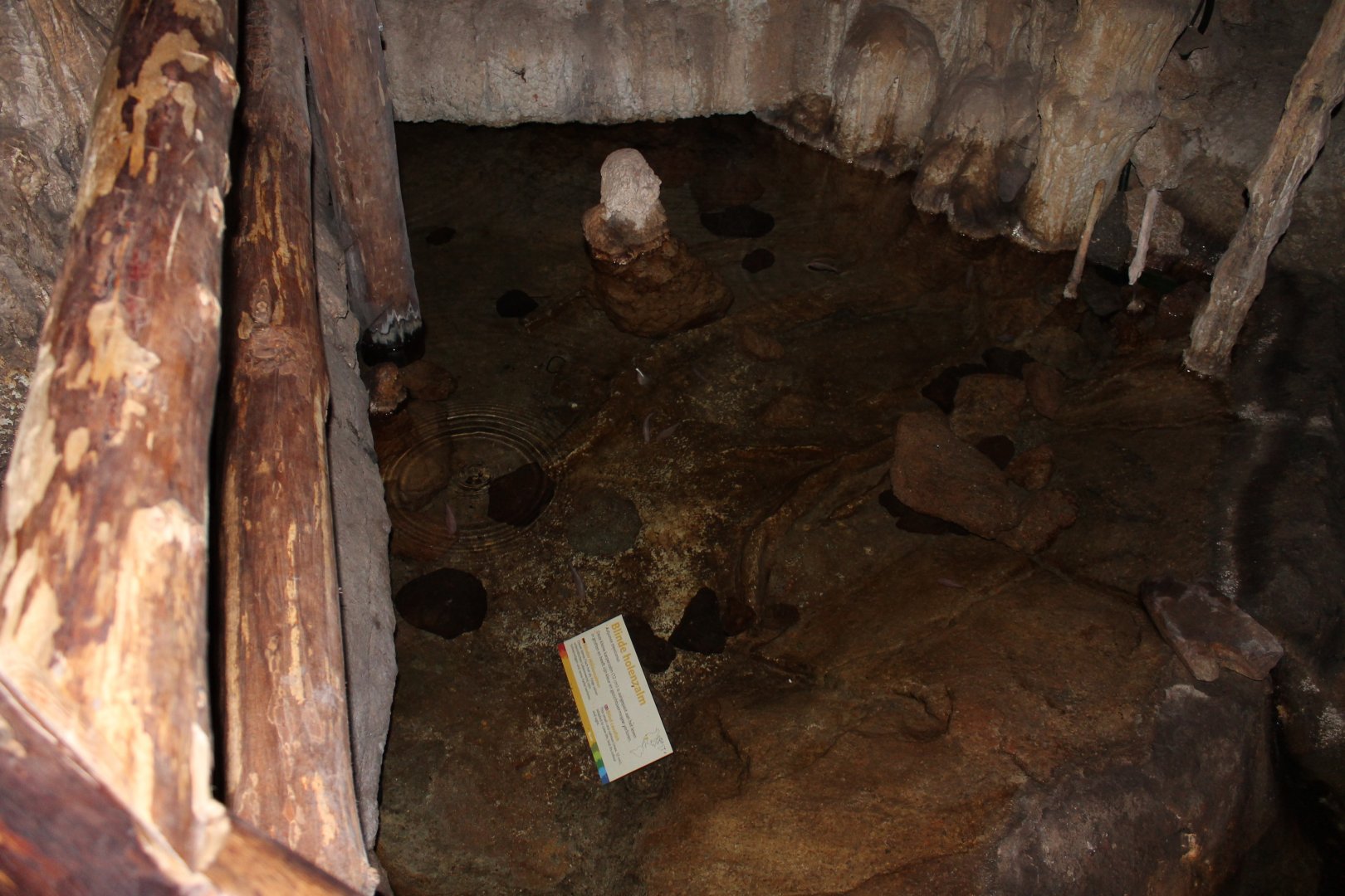 Blind cave fish enclosure