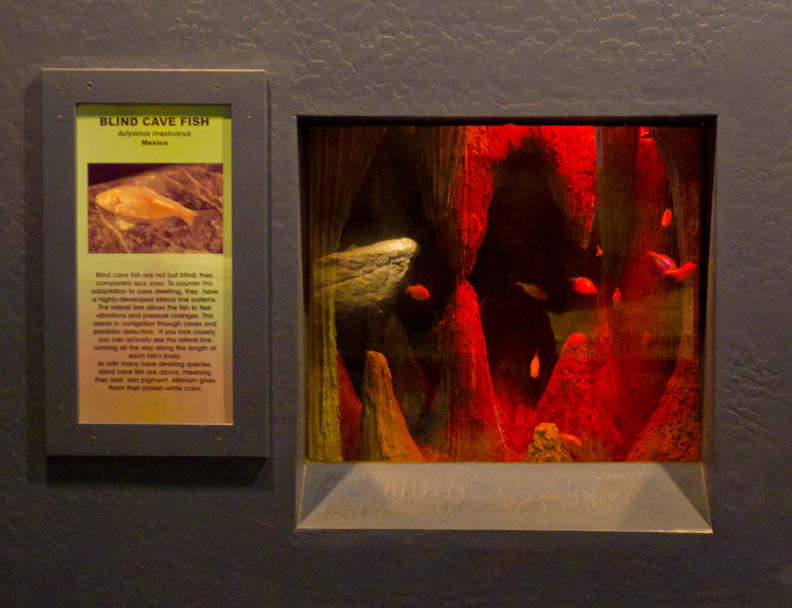 blind cave fish exhibit
