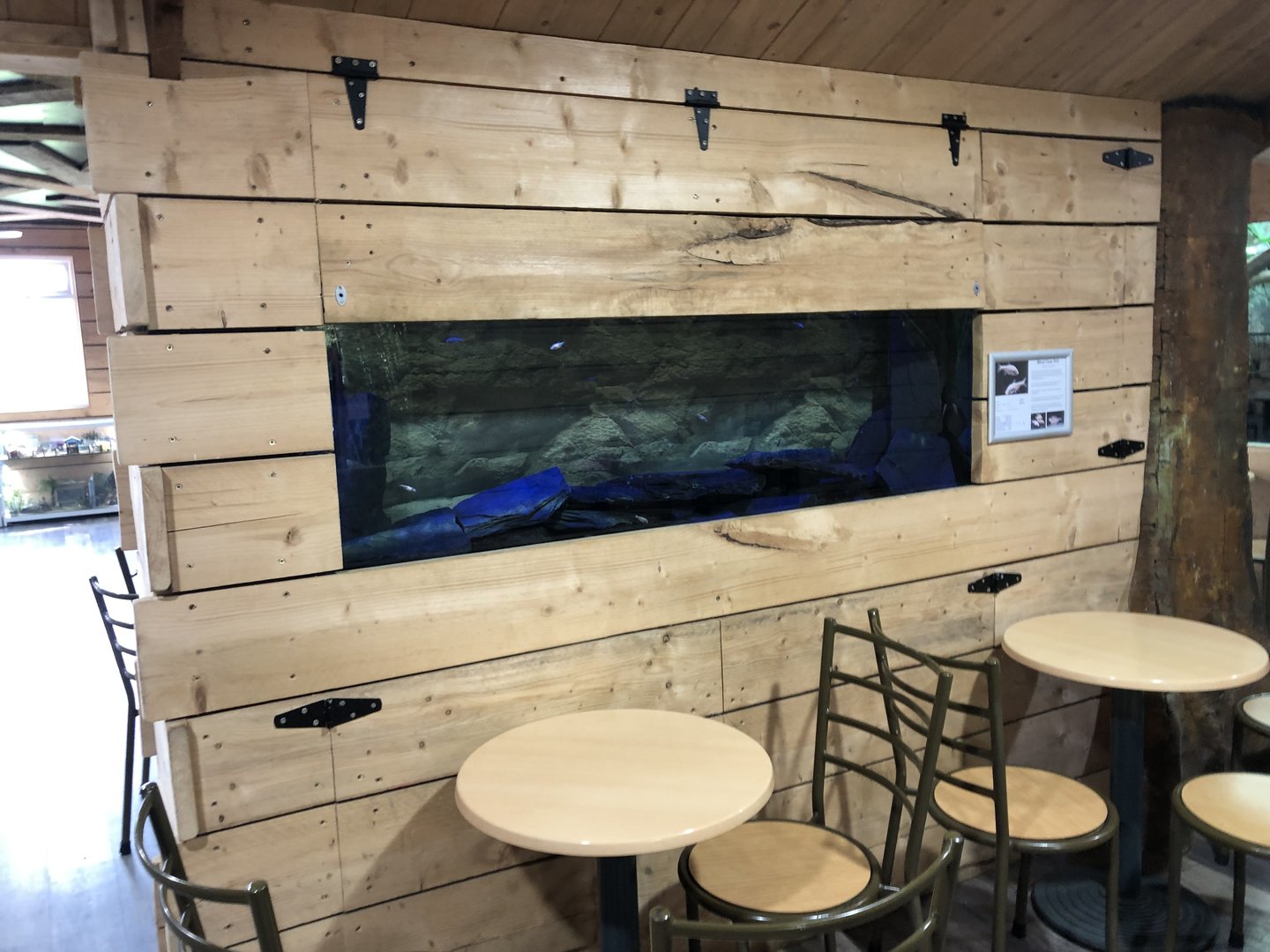 Blind Cave Fish Tank at Hamerton Zoo Park (October 2023)