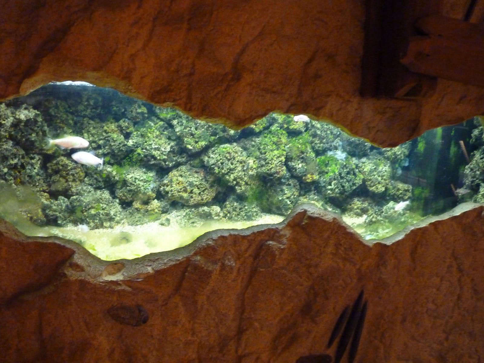 Blind Cave Fish Tank