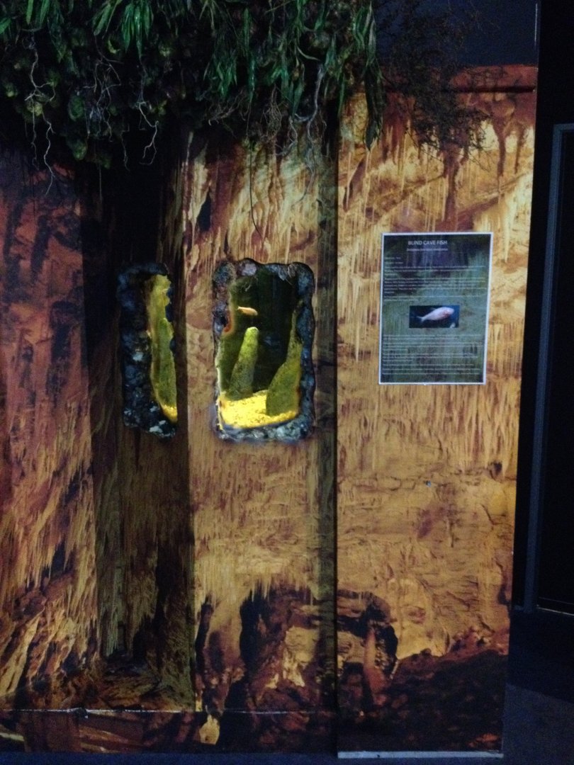 Blind Cave Fish tank
