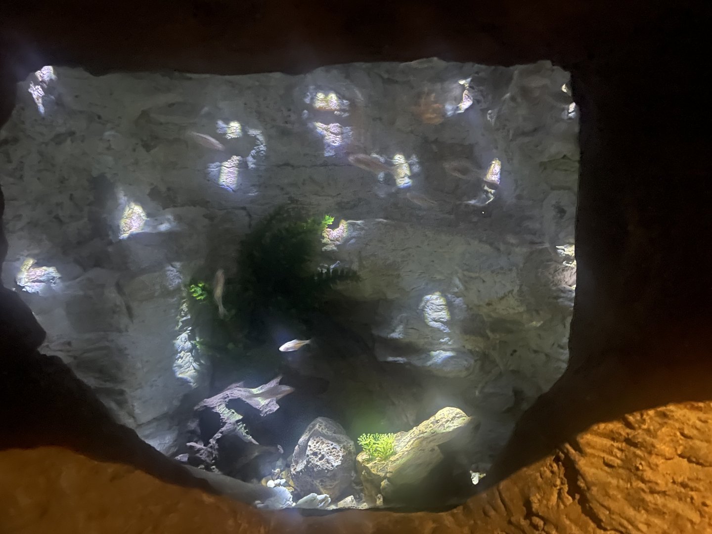 Blind Cave Fish Tank