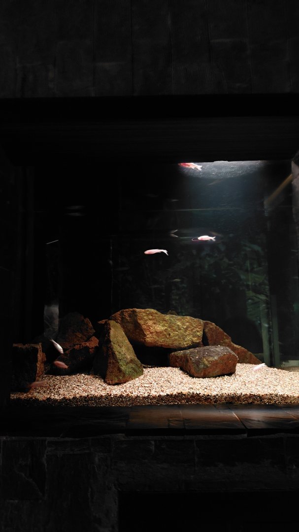 Blind cave fish tank