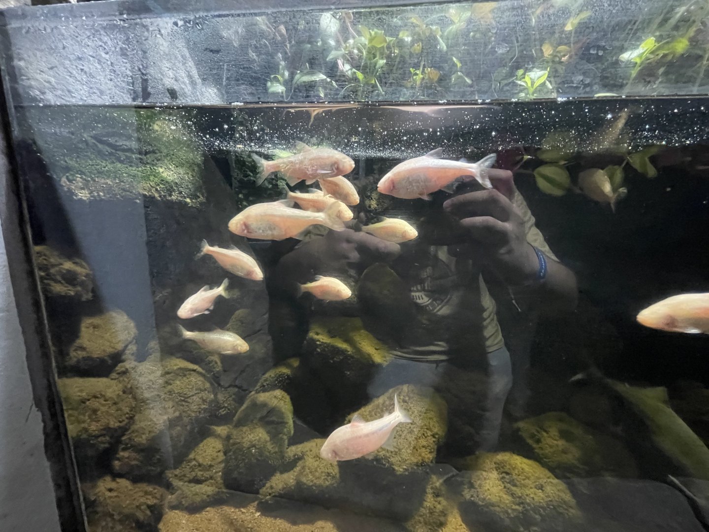 blind cave fishes (astyanax mexicanus)