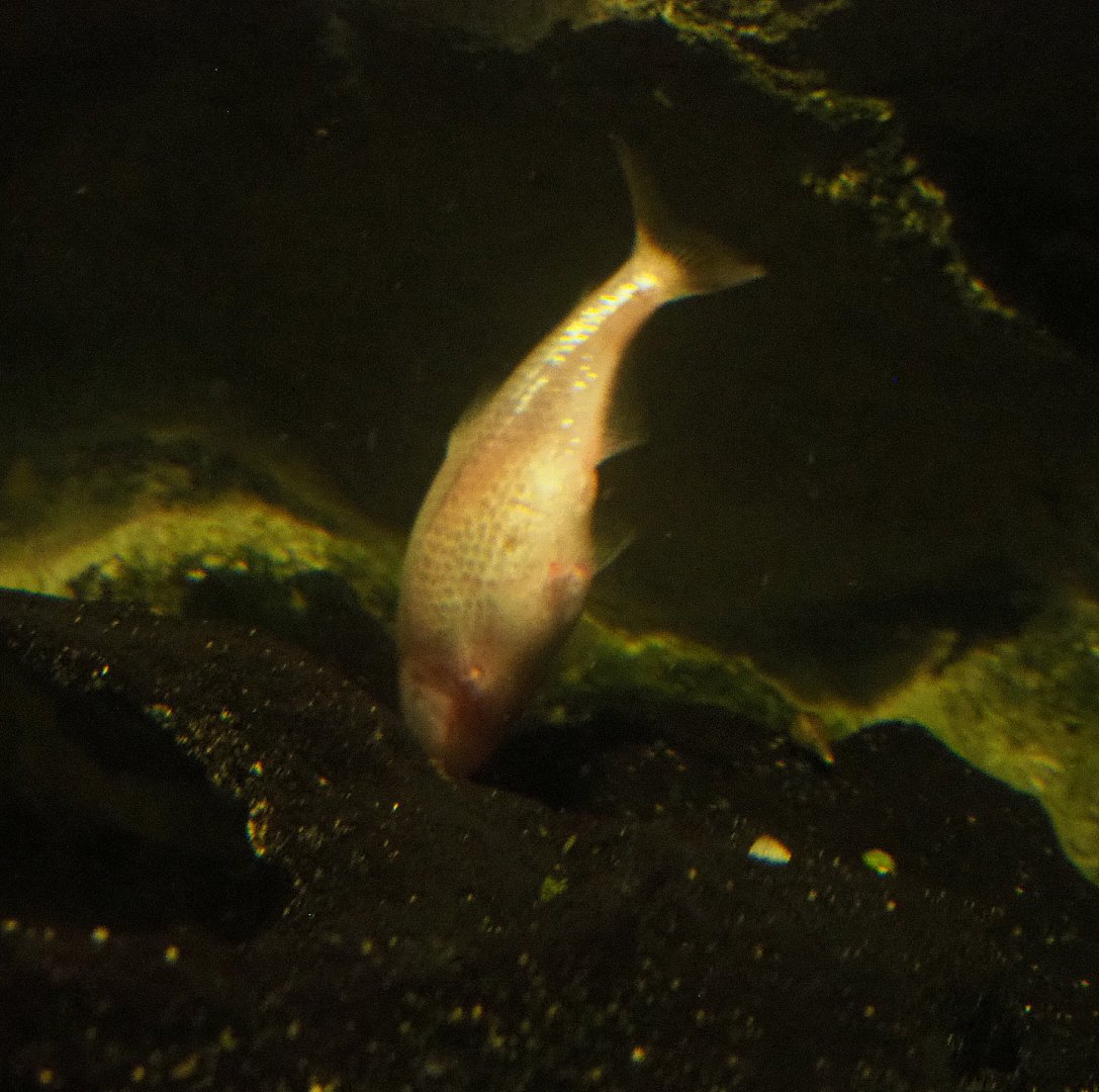 Blind cave tetra (Astyanax jordani), 2020-09-03
