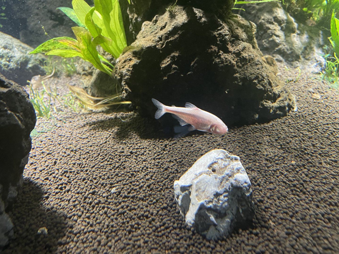 blind cave tetra (astyanax mexicanus) (1) - dunia air tawar