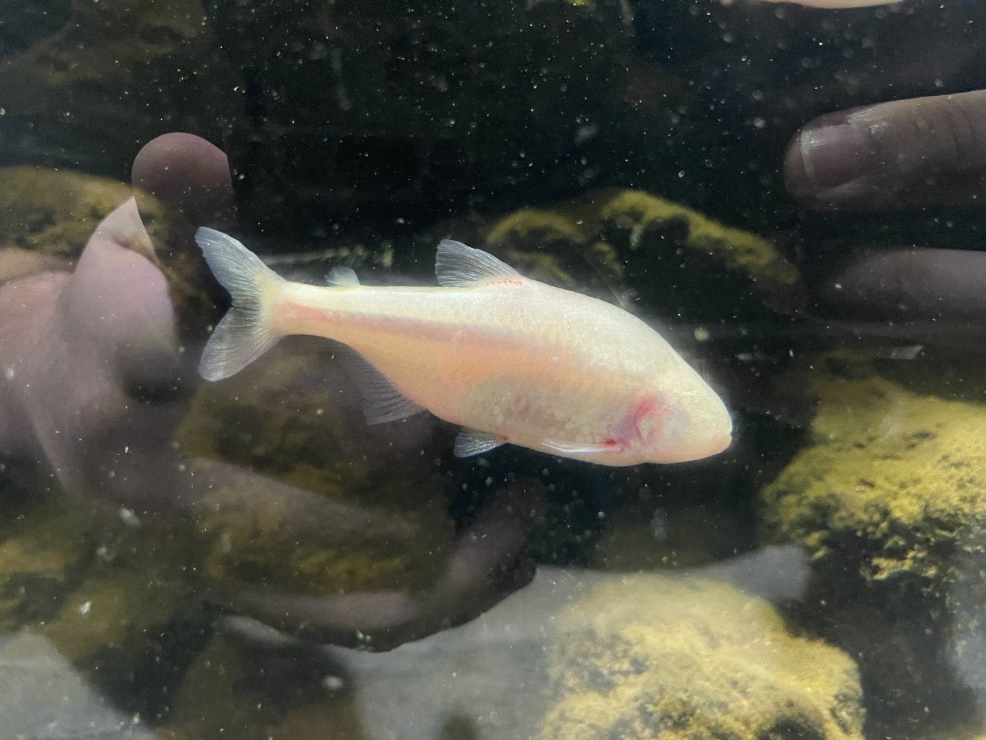 blind cave tetra (astyanax mexicanus) (1)