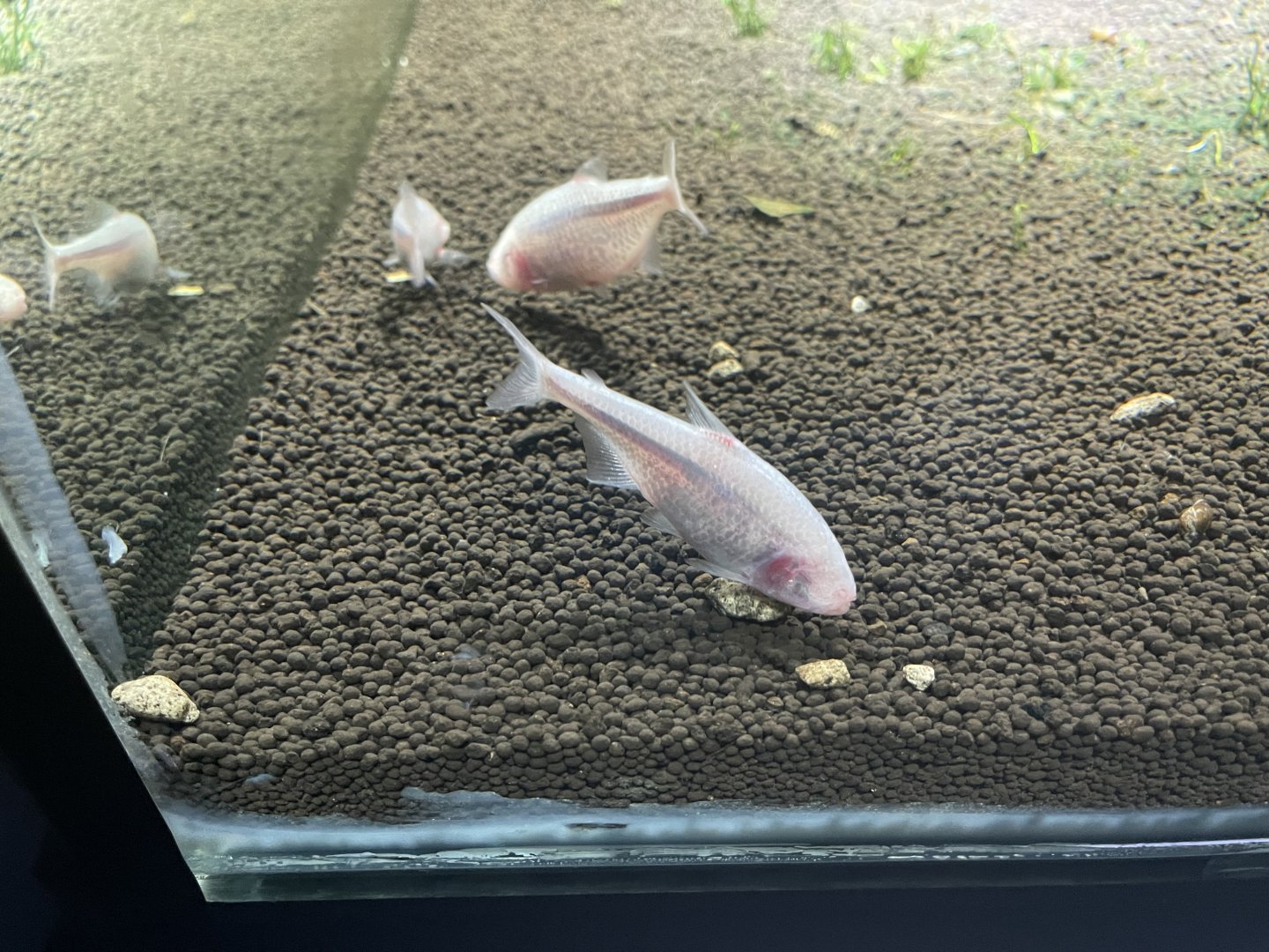 blind cave tetra (astyanax mexicanus) (2) - dunia air tawar
