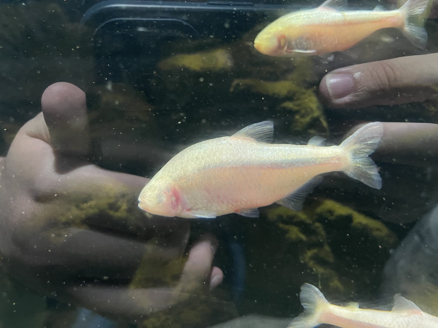 blind cave tetra (astyanax mexicanus) (2)