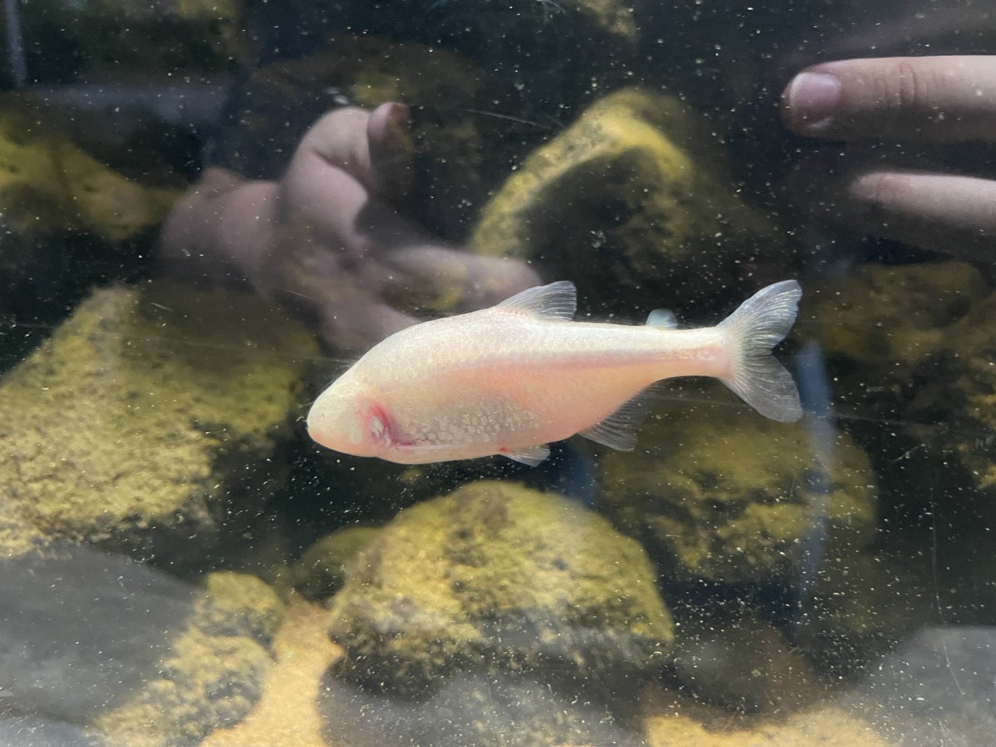 blind cave tetra (astyanax mexicanus) (3)