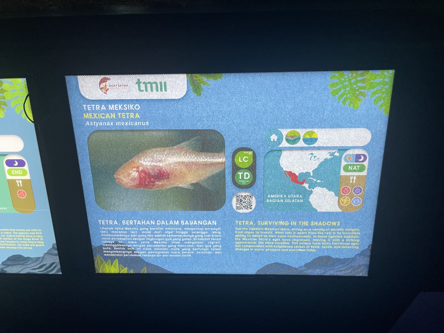 blind cave tetra signage - dunia air tawar