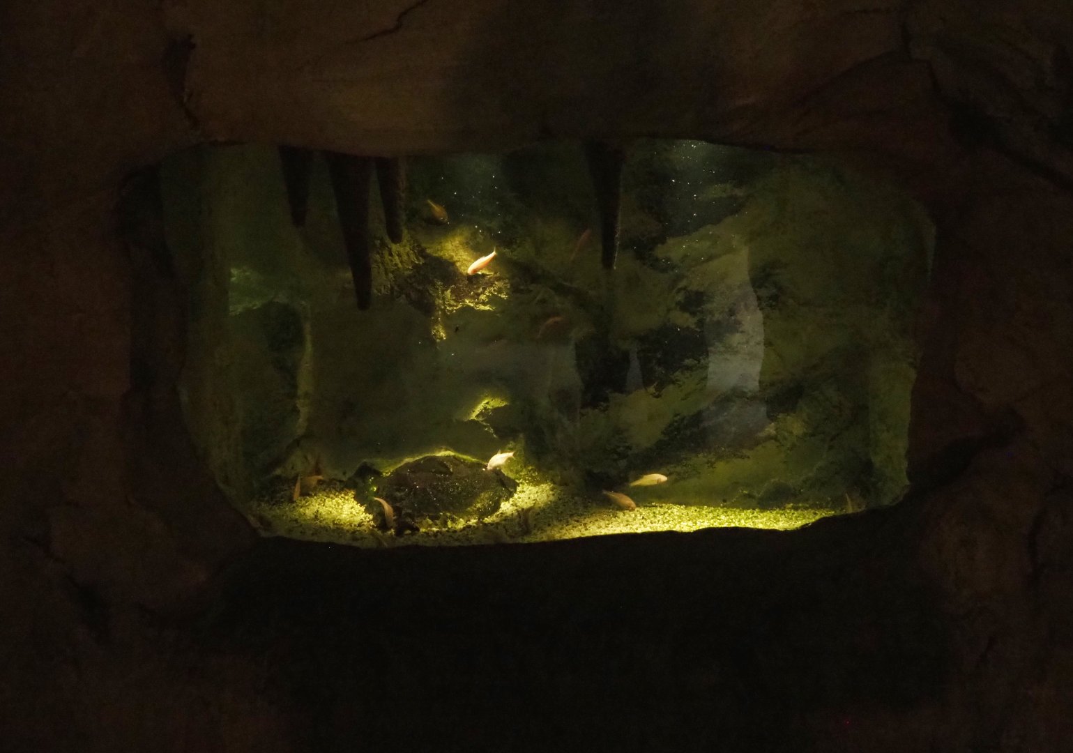 Blind cave tetra tank, 2020-09-03