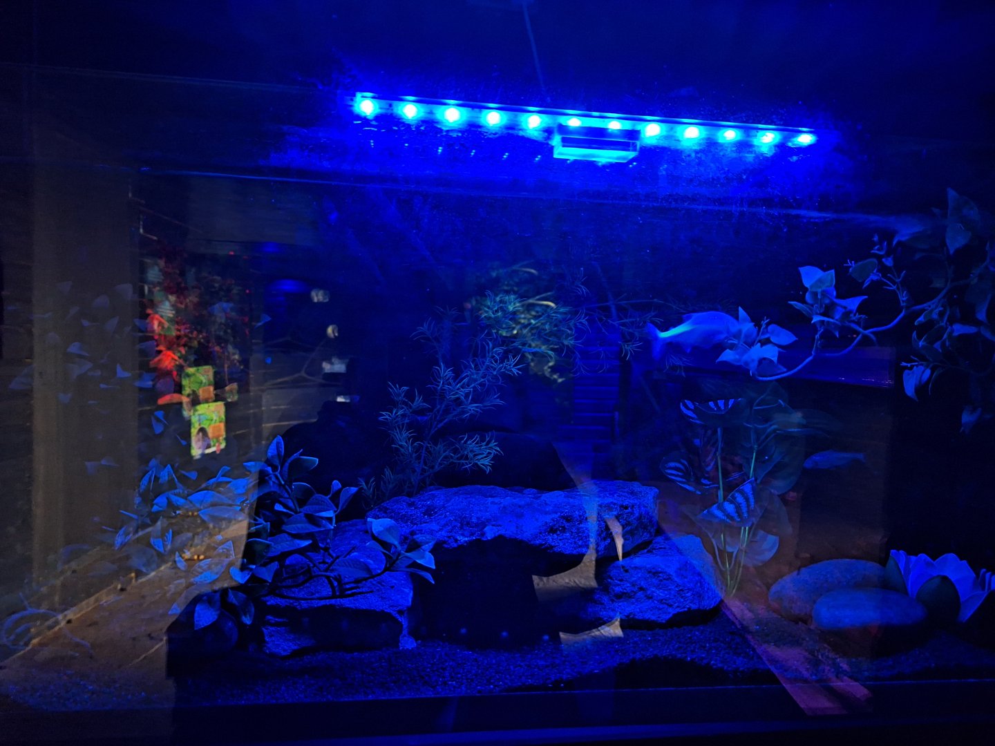 Blind Cave Tetra tank