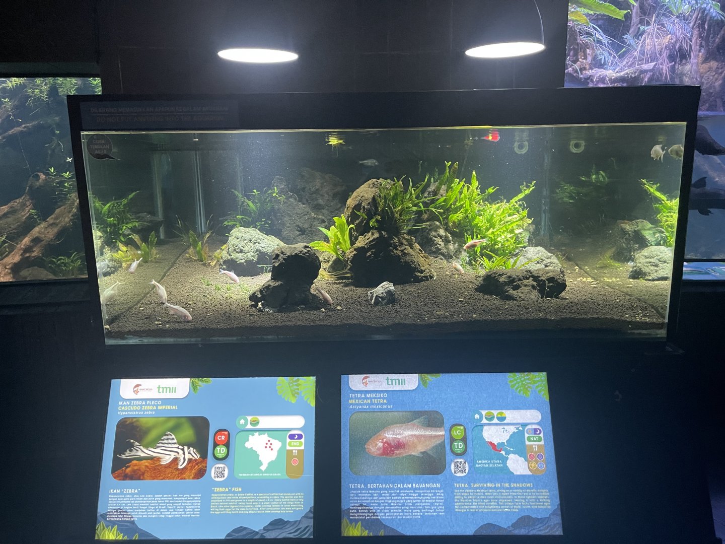 blind cave tetra & zebra pleco tank - dunia air tawar