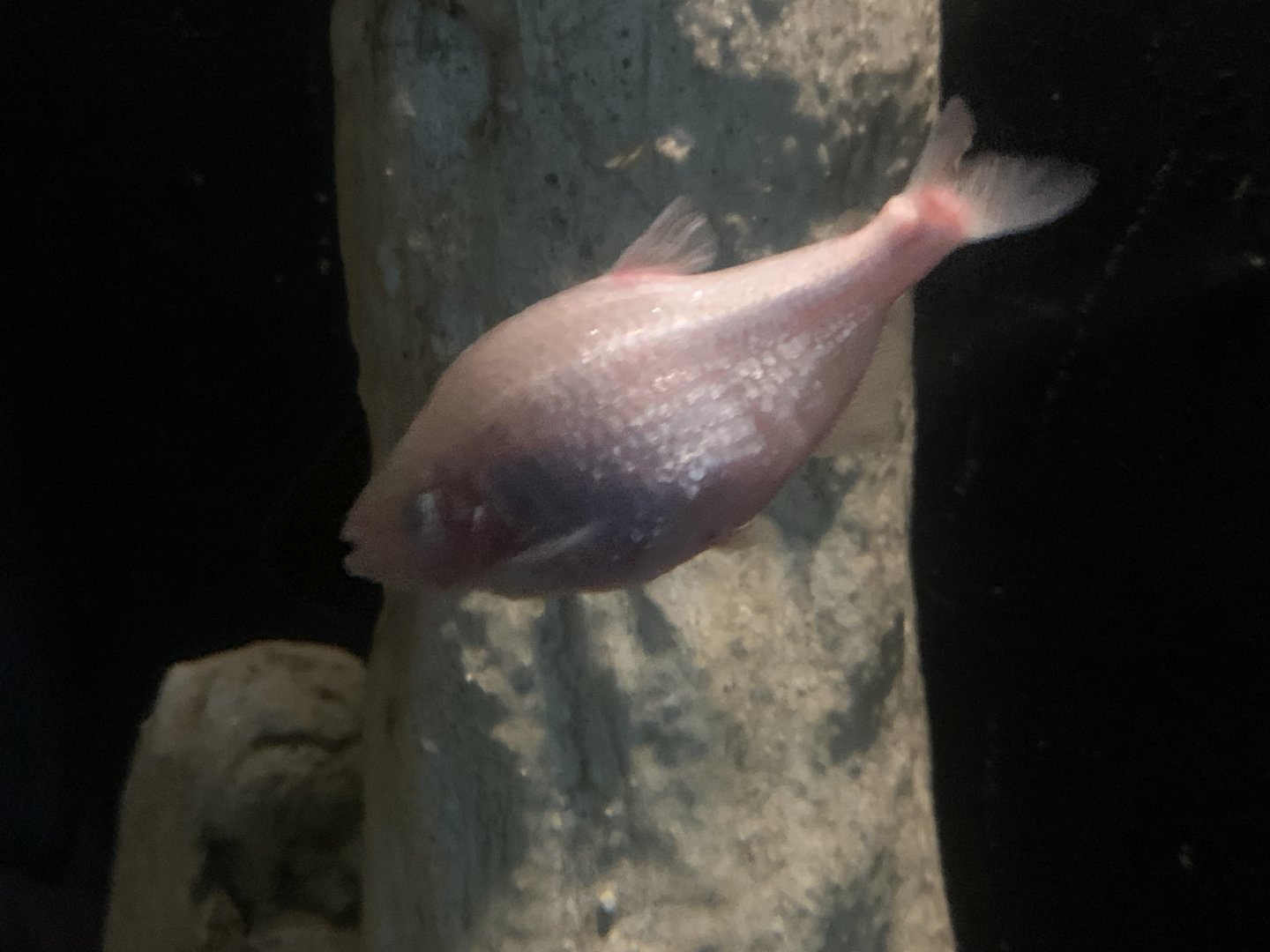 Blind cave tetra