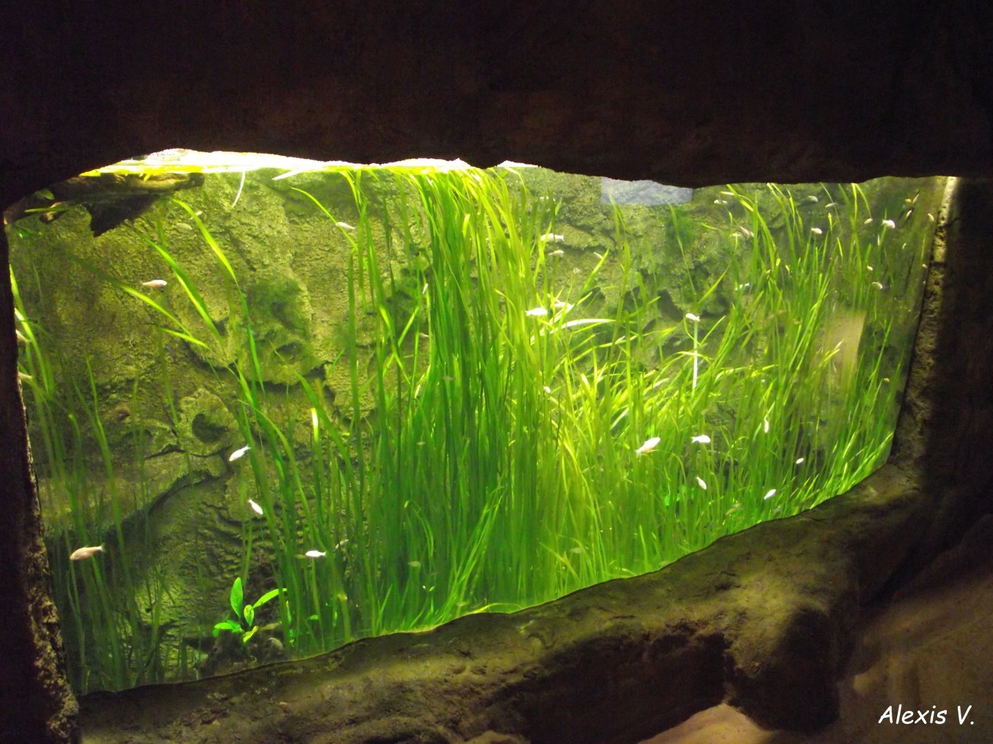 Blind Cave Tetras' Tank - Zooparc de Beauval - 06/2020
