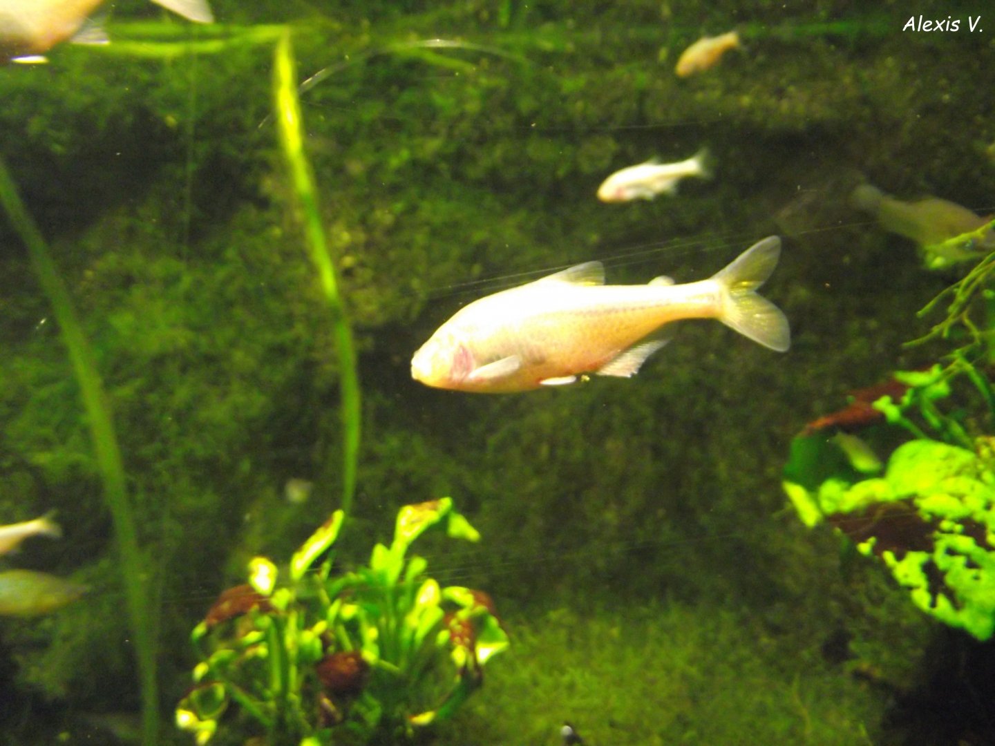 Blind Cave Tetras - Zooparc de Beauval - 11/2021
