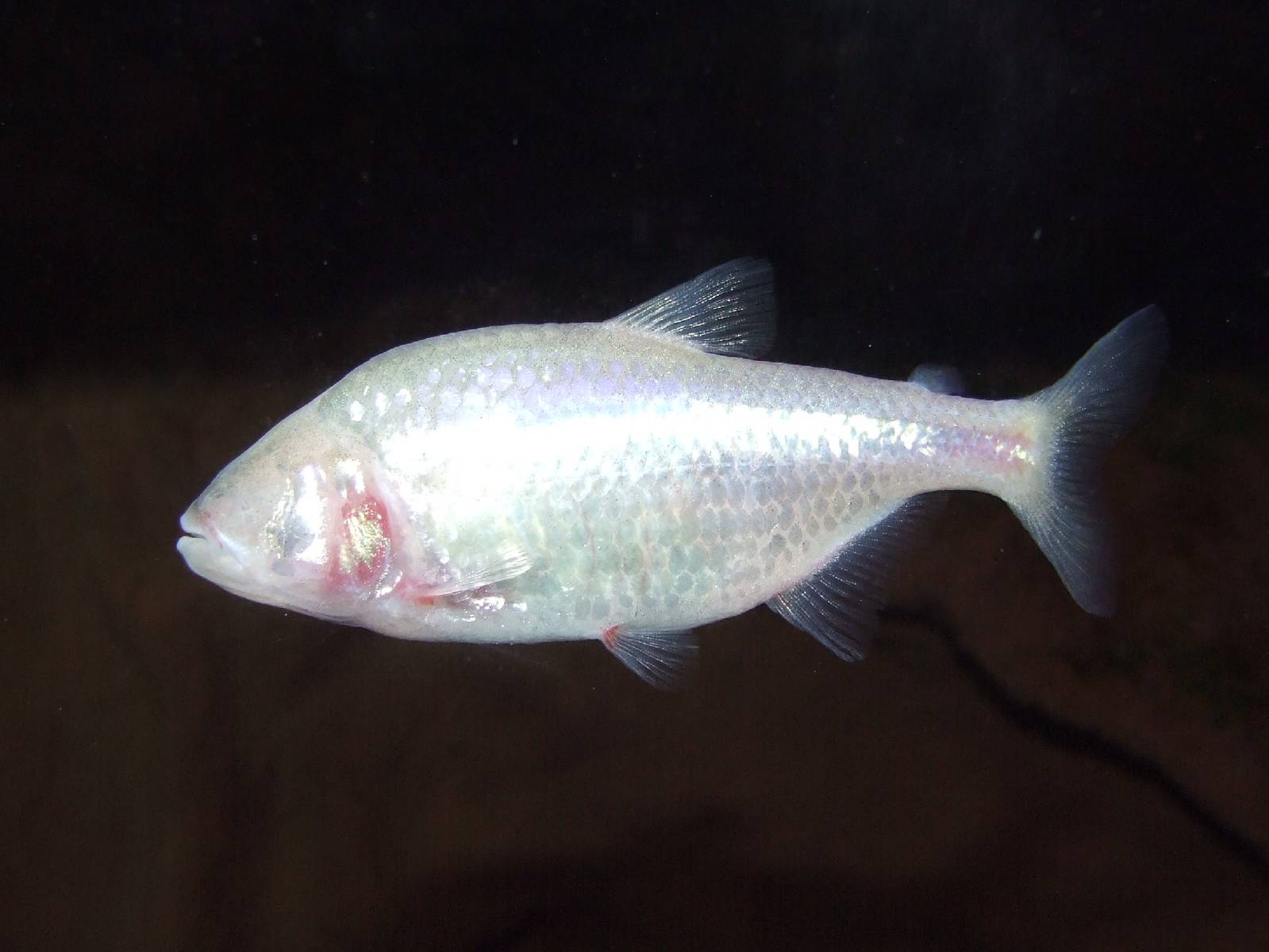 Blind cavefish @ Pécs Zoo & Aquarium/Terrarium, Hungary