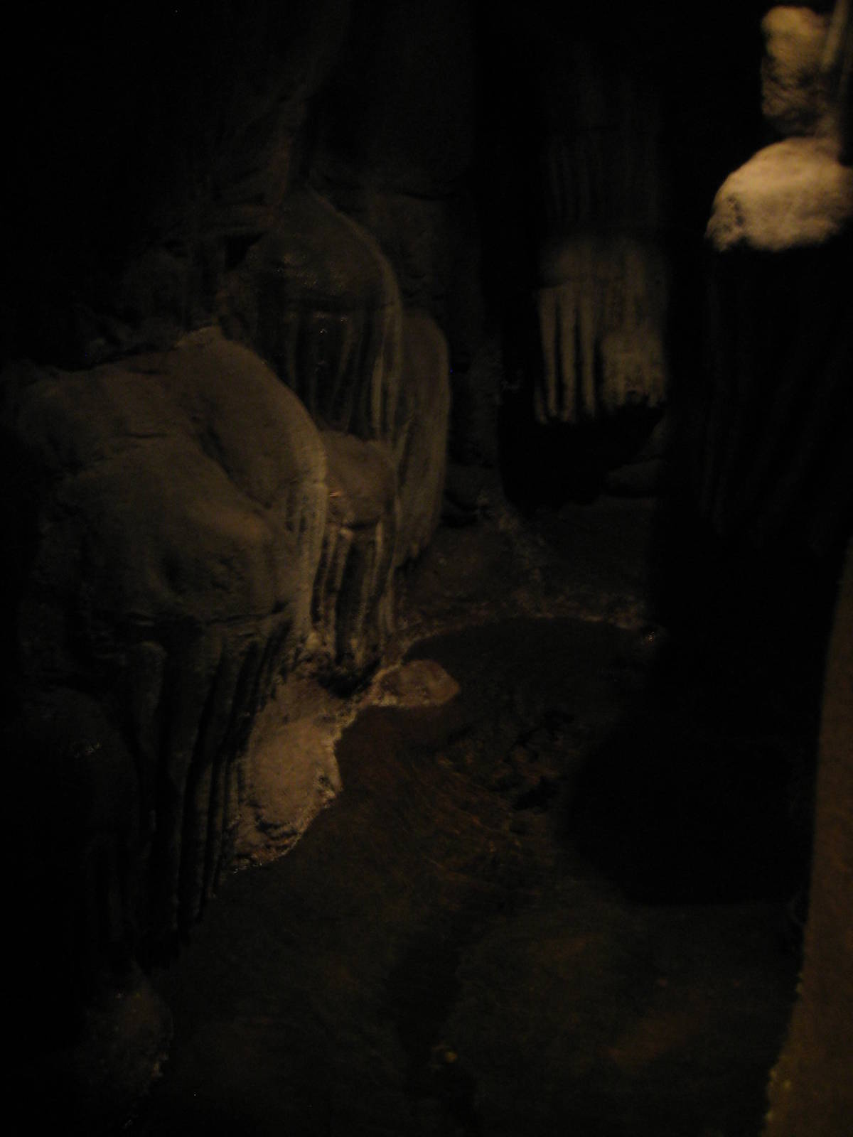 Blind cavefish pool in the 'Jungle by night'