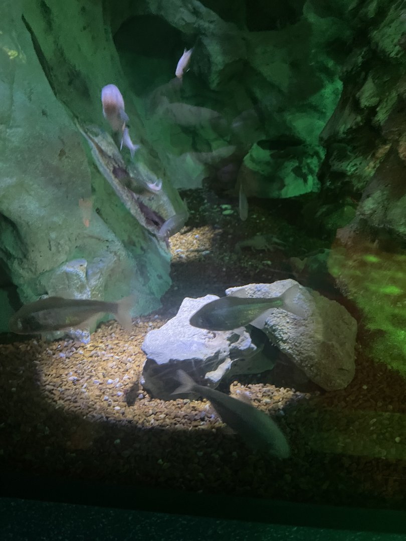 Blind Cavefish