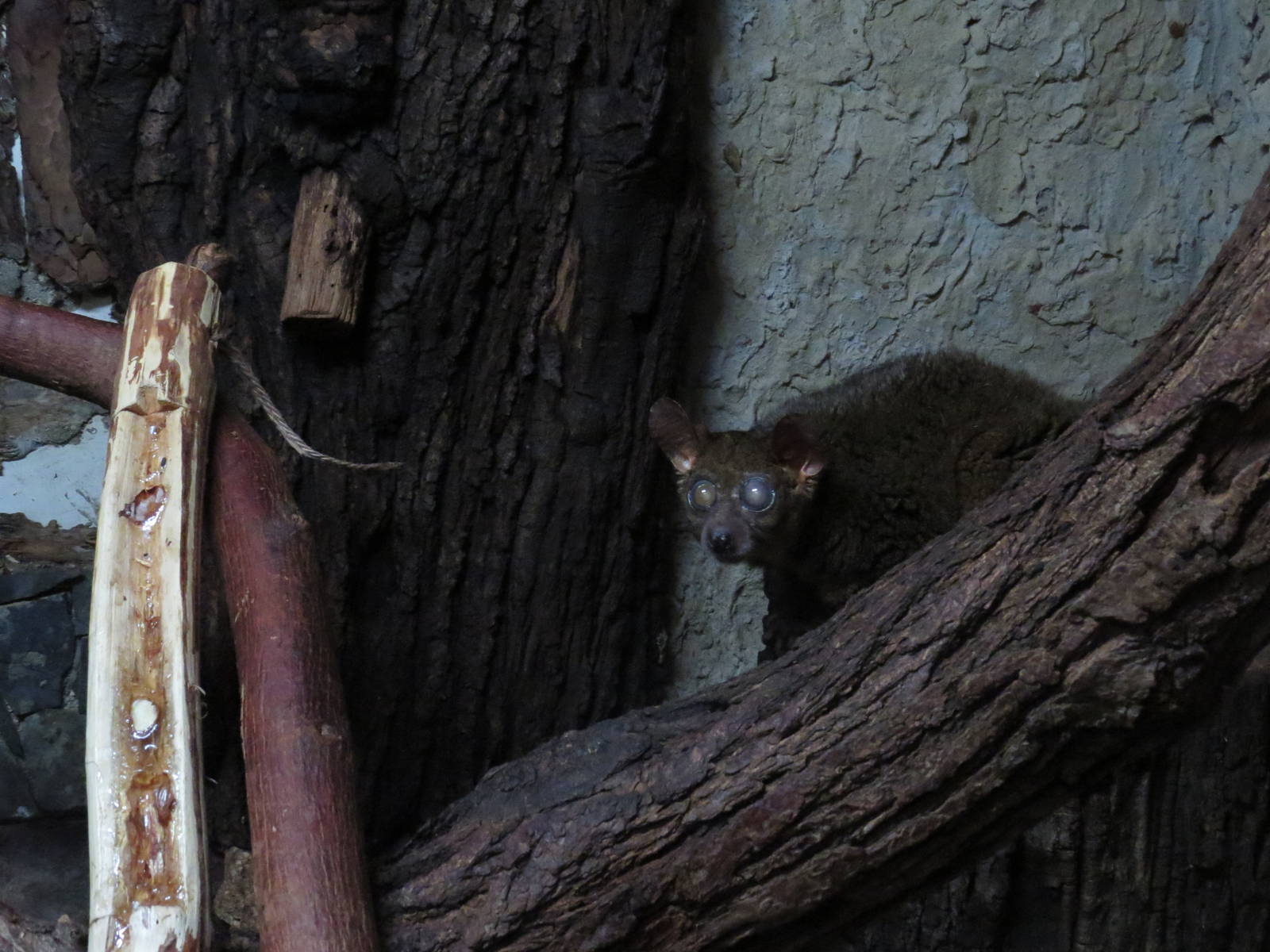 Blind Garnett's galago, October 2014.