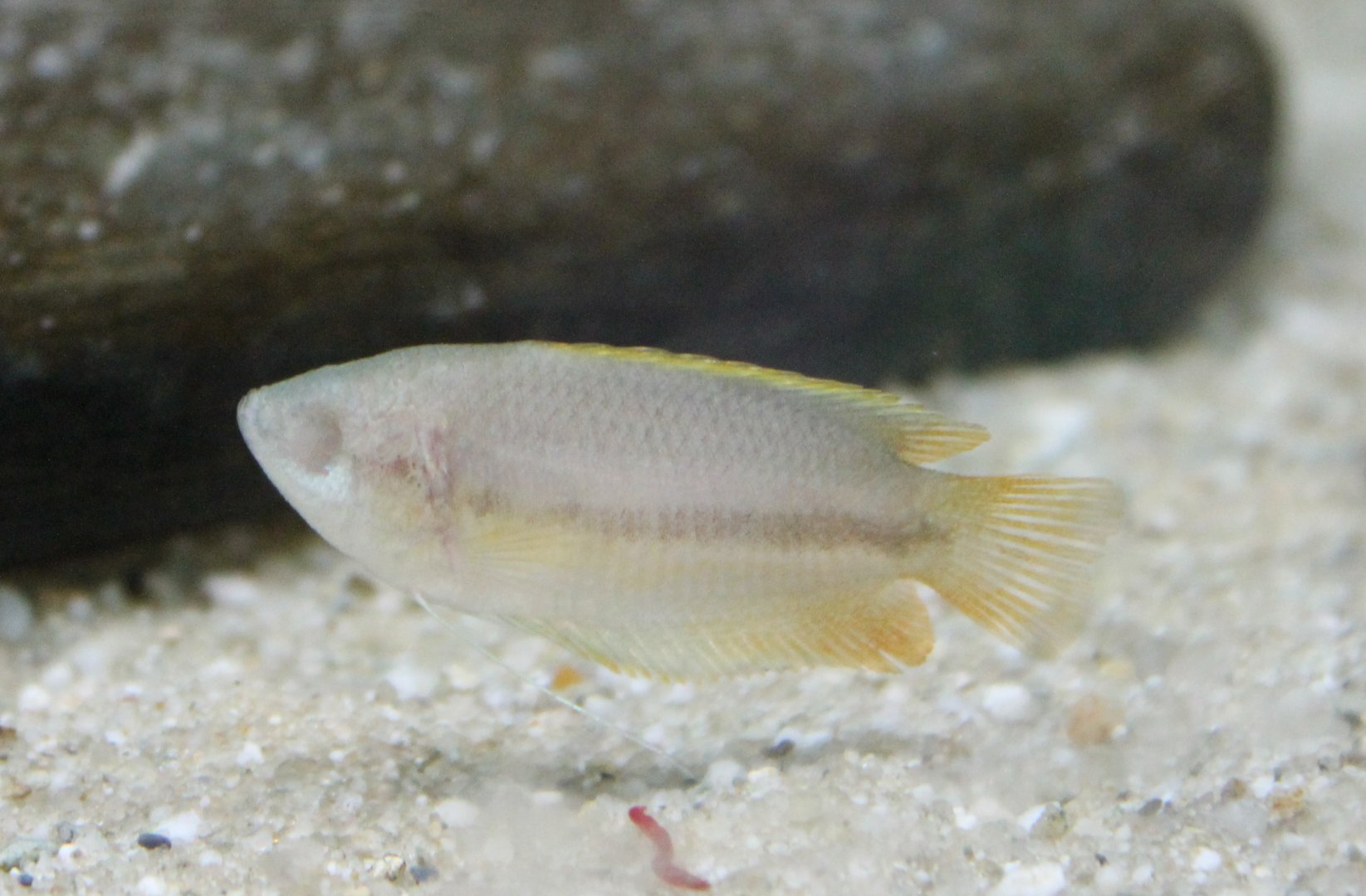 Blind Gourami