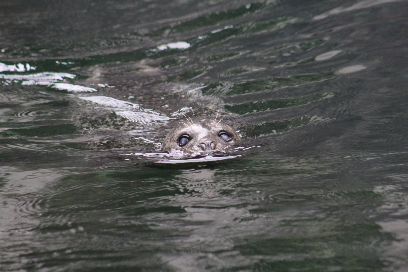 Blind Harbor Seal
