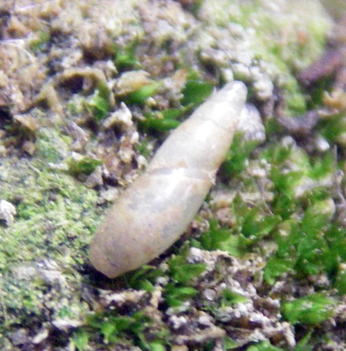 Blind Snail (Cecilioides acicula)