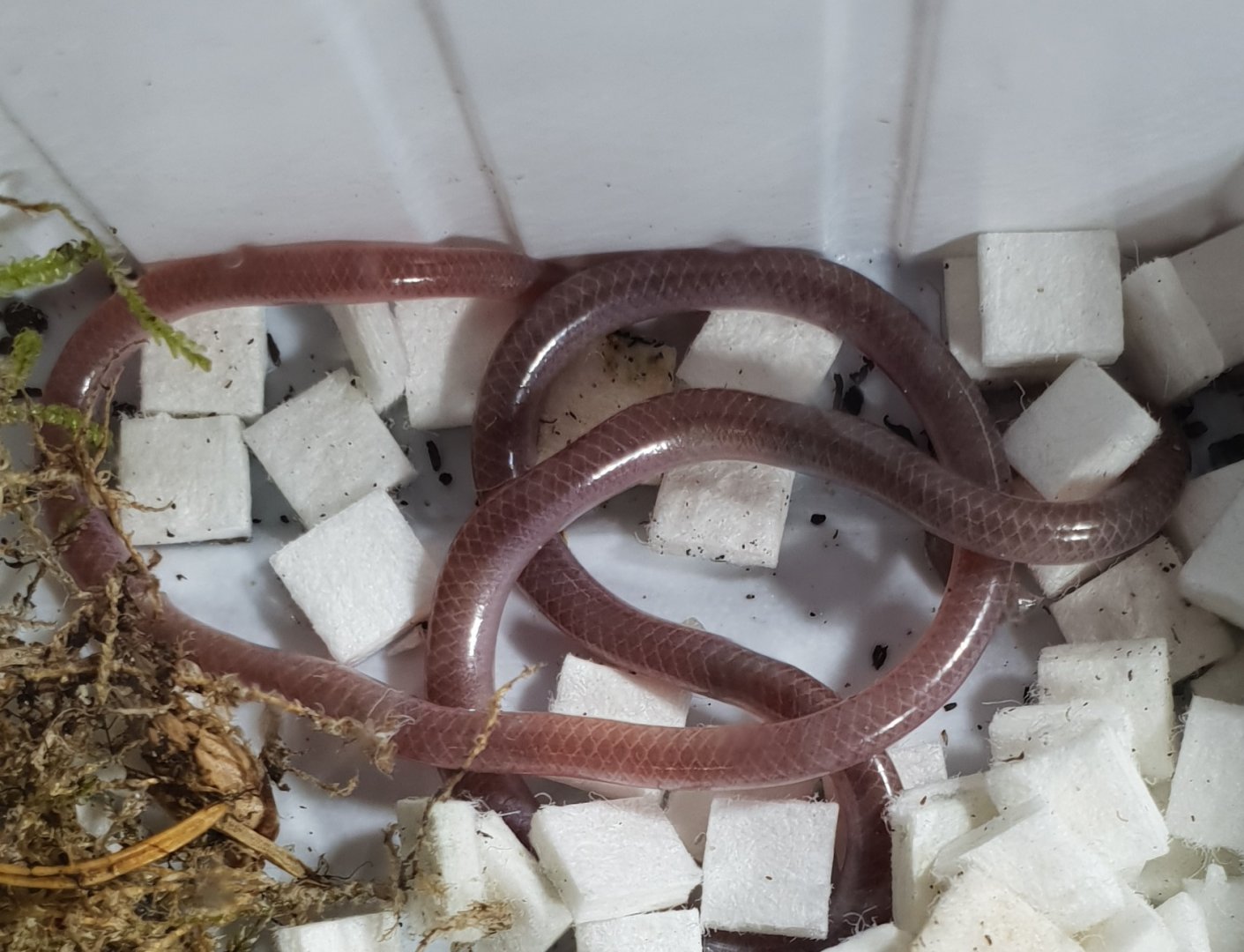 Blind snake - Afrotyphlops fornasinii