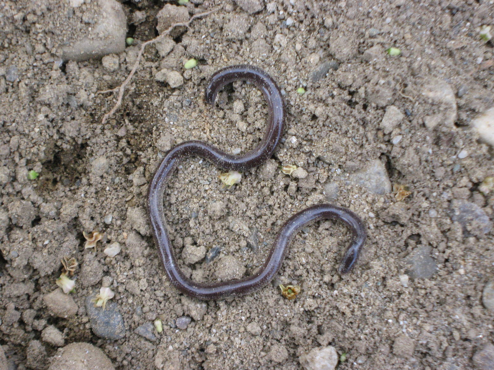 blind-snake (Typhlopidae)
