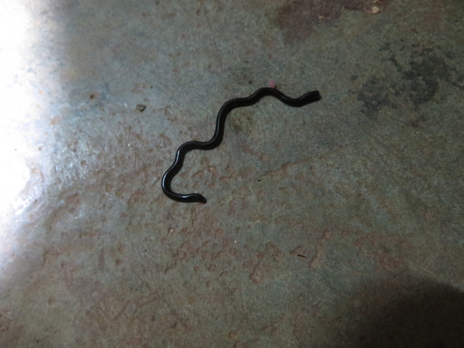 Blind snake