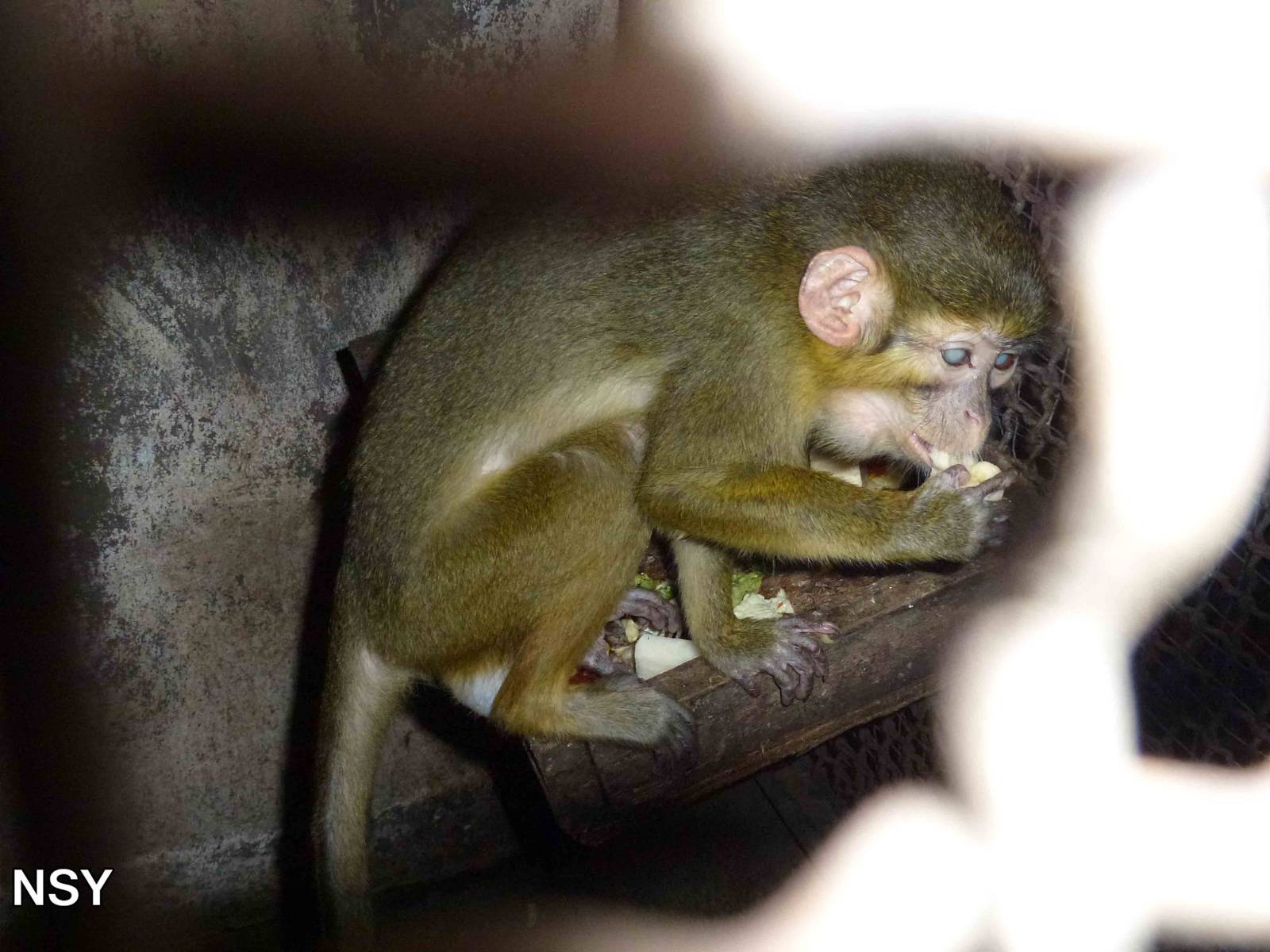 Blind talapoin, June 2013.