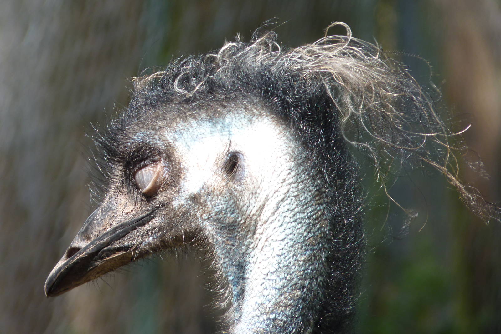 Blinking Bird #2, August 2016