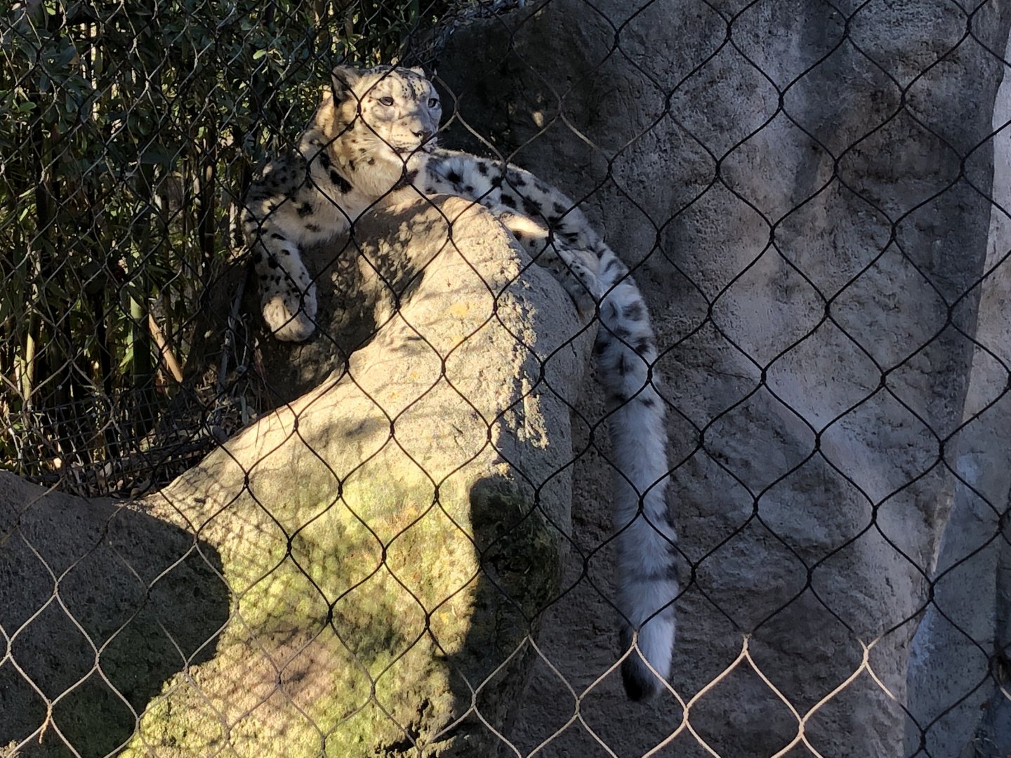 Blizzard, Snow leopard