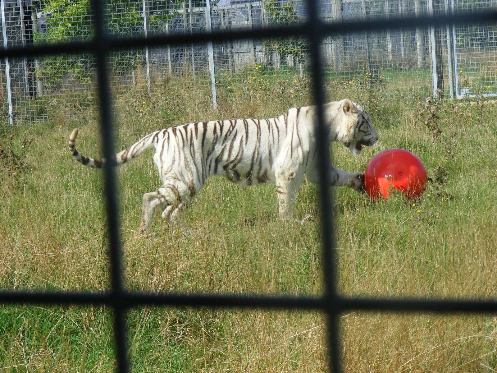 Blizzard the Bengal tiger at Hamerton Zoo, 12 September 2010