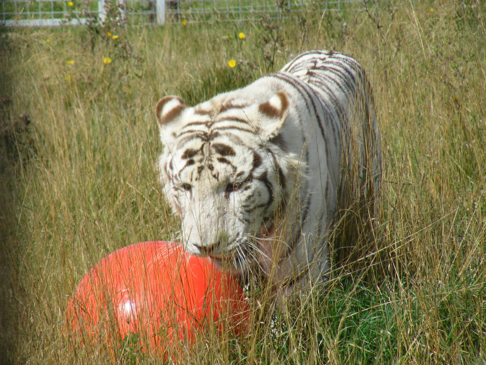 Blizzard the Bengal tiger at Hamerton Zoo, 12 September 2010