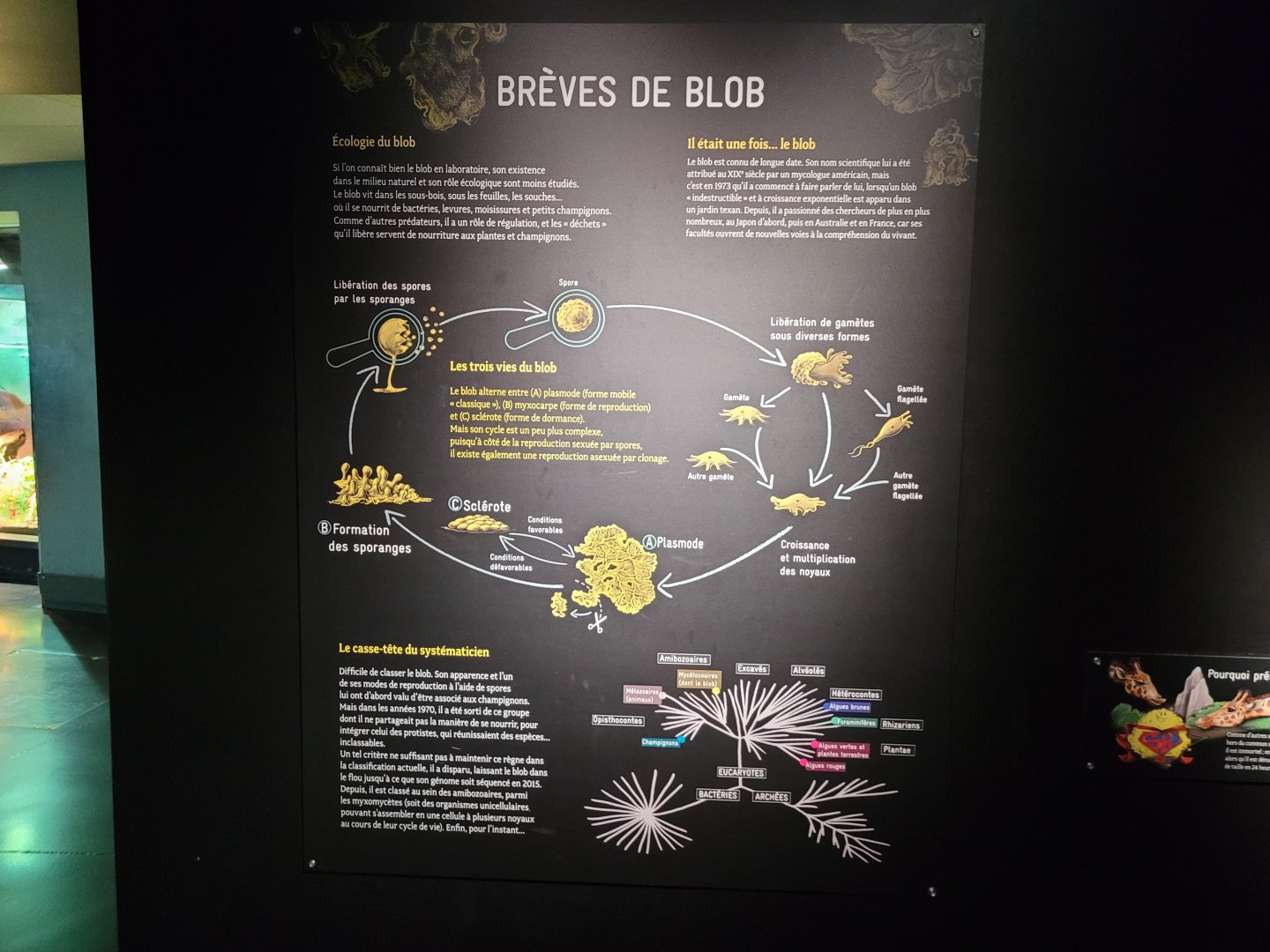 Blob sign -Parc Zoologique de Paris (2022)