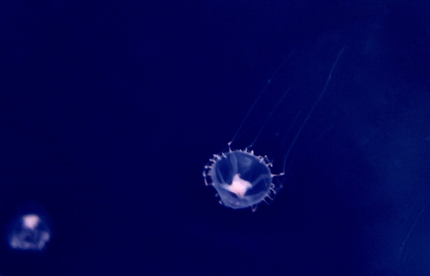 Blob-Top Jelly (Neoturris brevicornis)