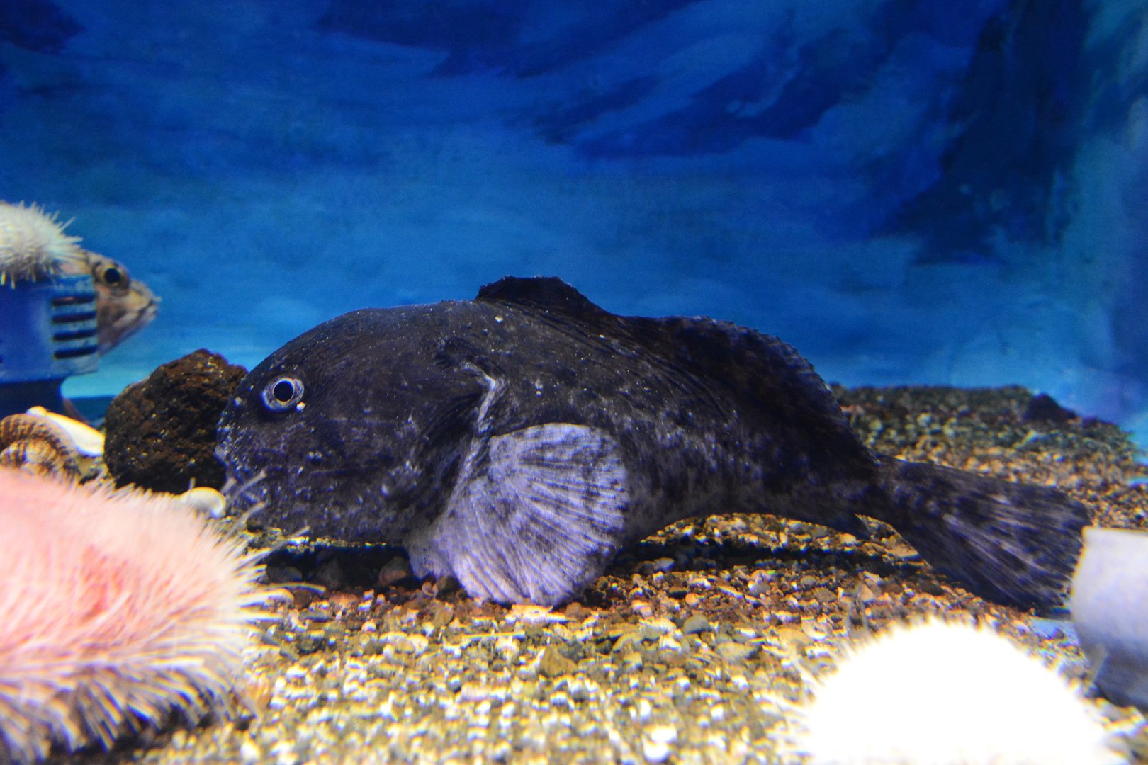 Blobfish! (Psychrolutes macrocephalus)