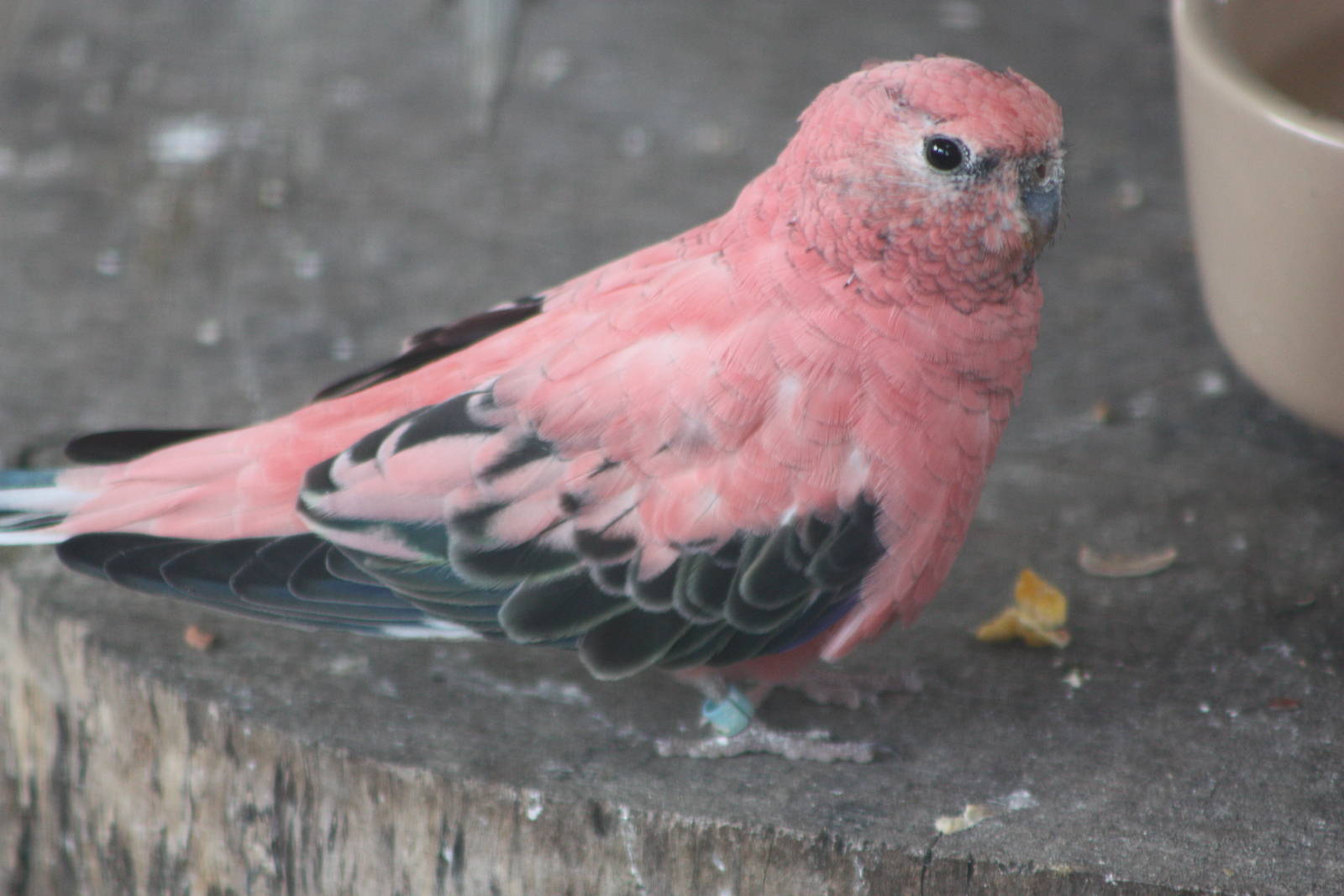 Blodwyn, 17th August 2014