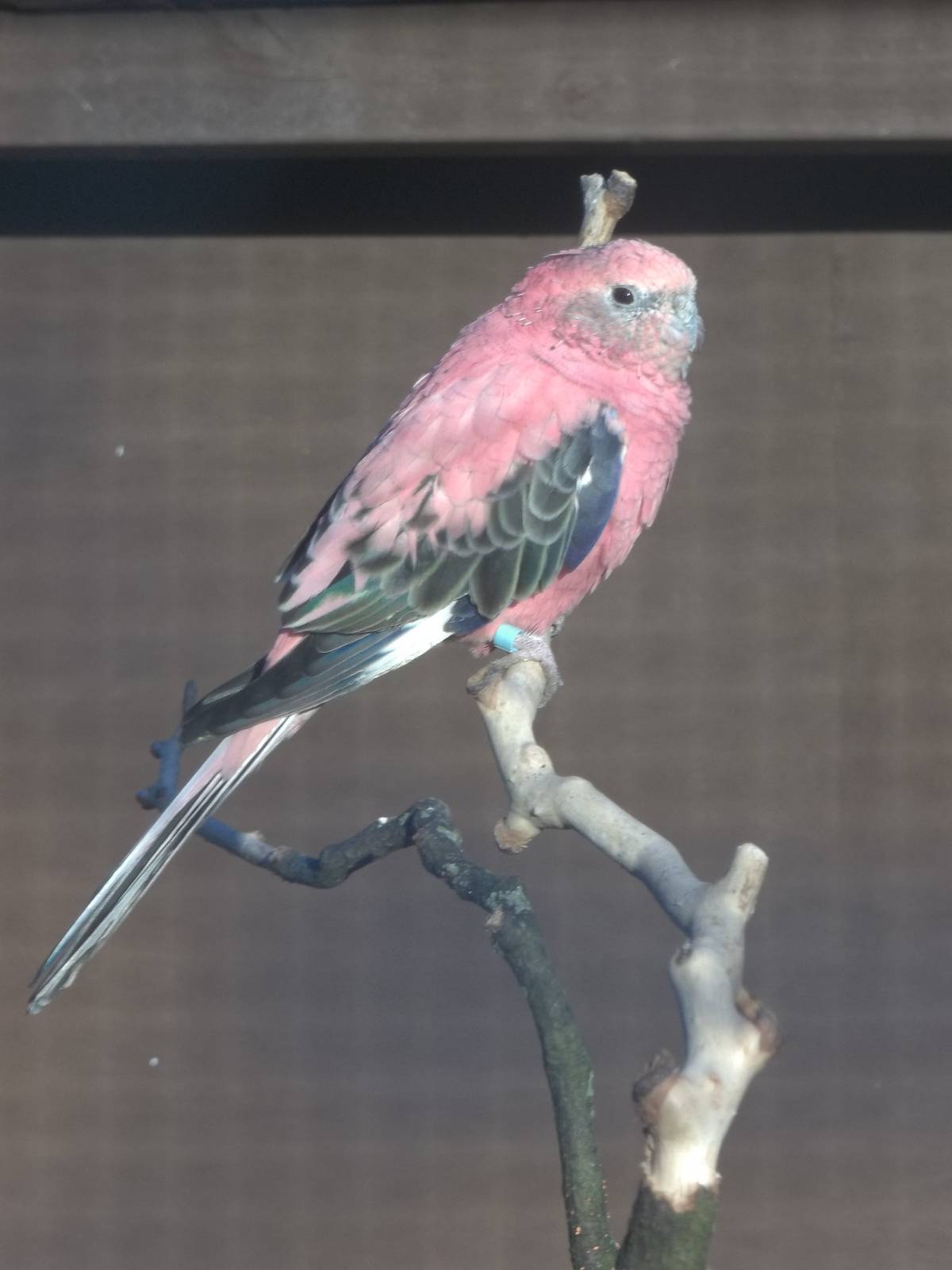 Blodwyn, 24th January 2015