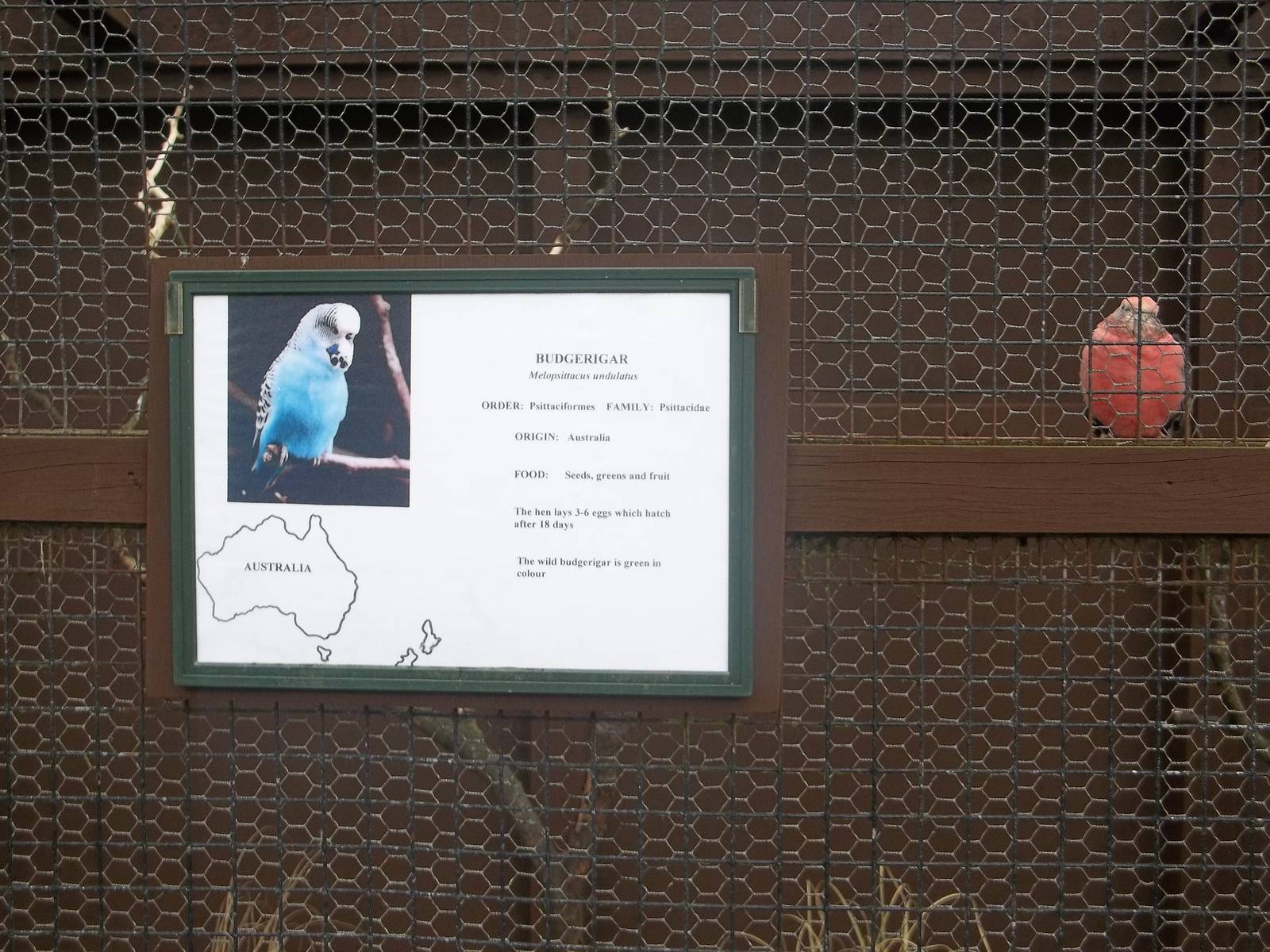 Blodwyn impersonating a Budgerigar? 1st March 2015