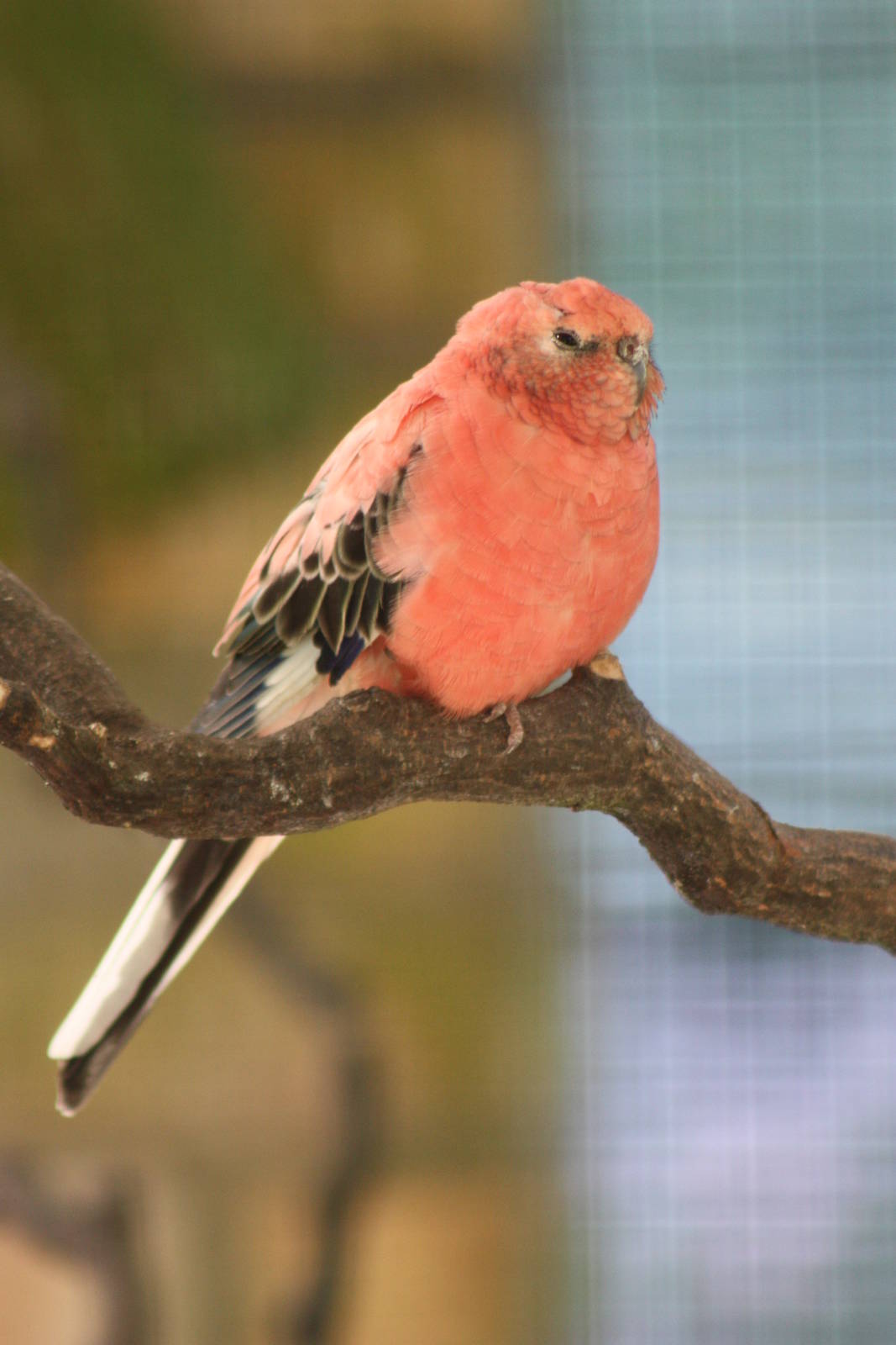 Blodwyn rests after her feast, 9th August 2014