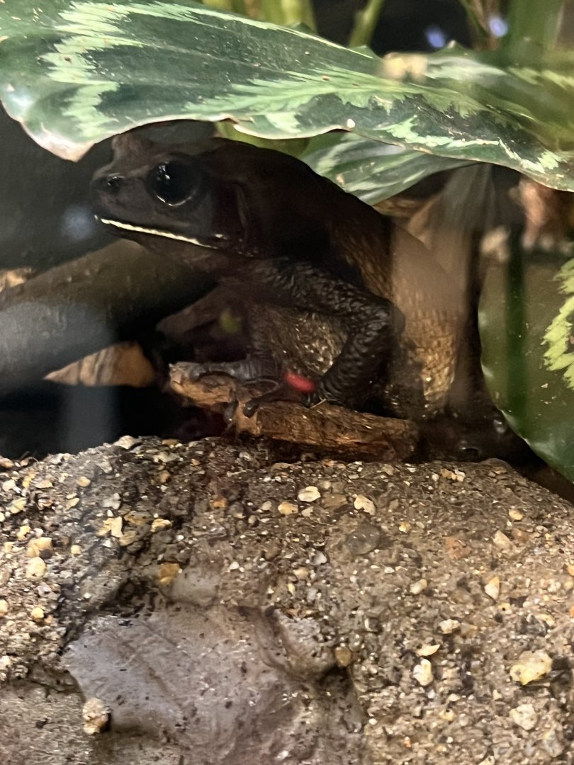 Blomberg’s Giant Toad