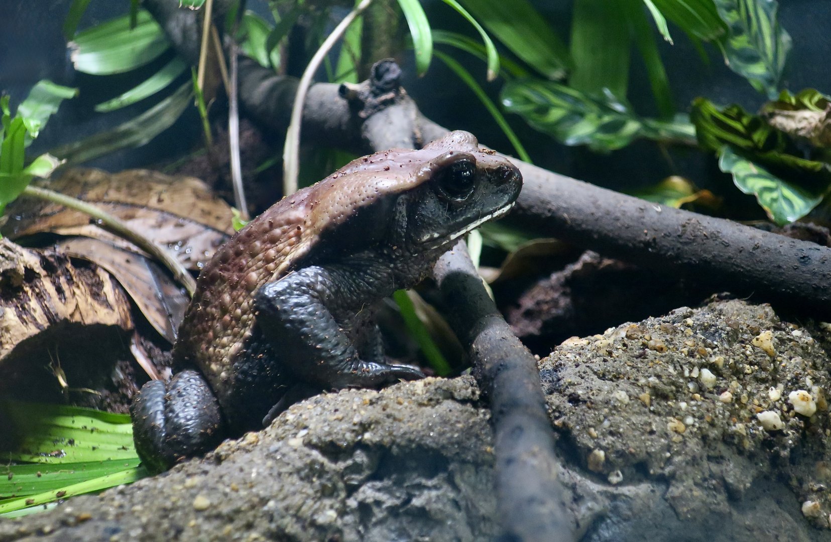 Blomberg's Toad (Rhaebo blombergi)