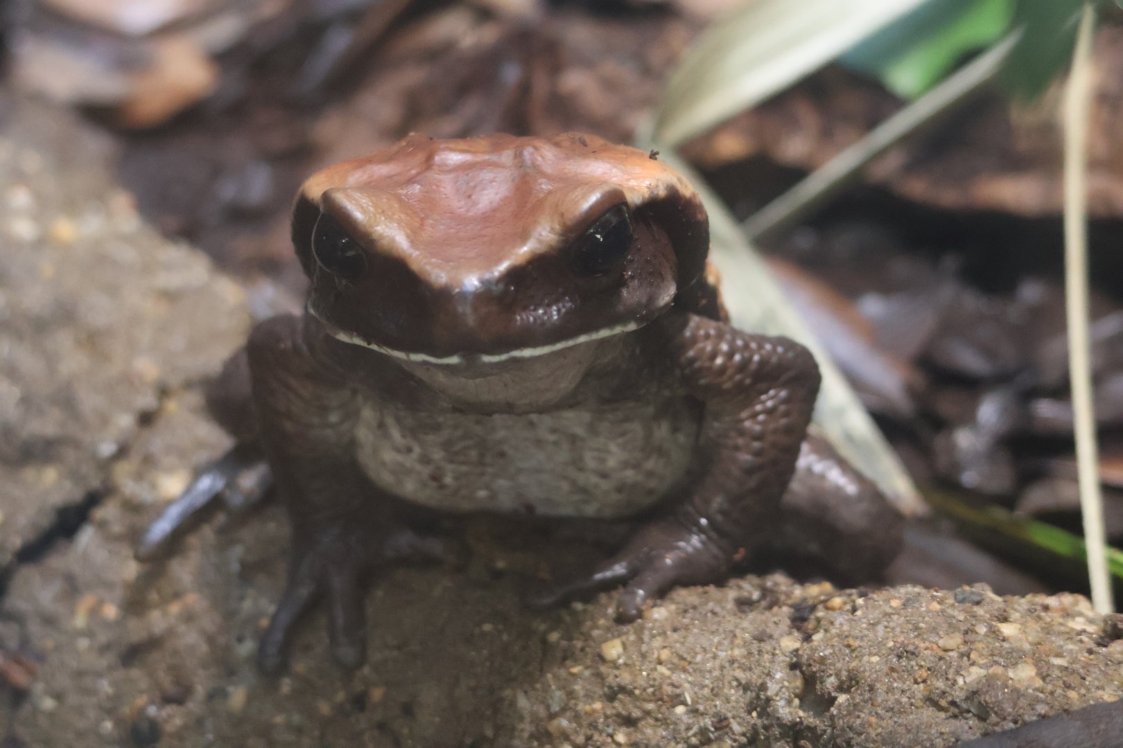 Blomberg's toad