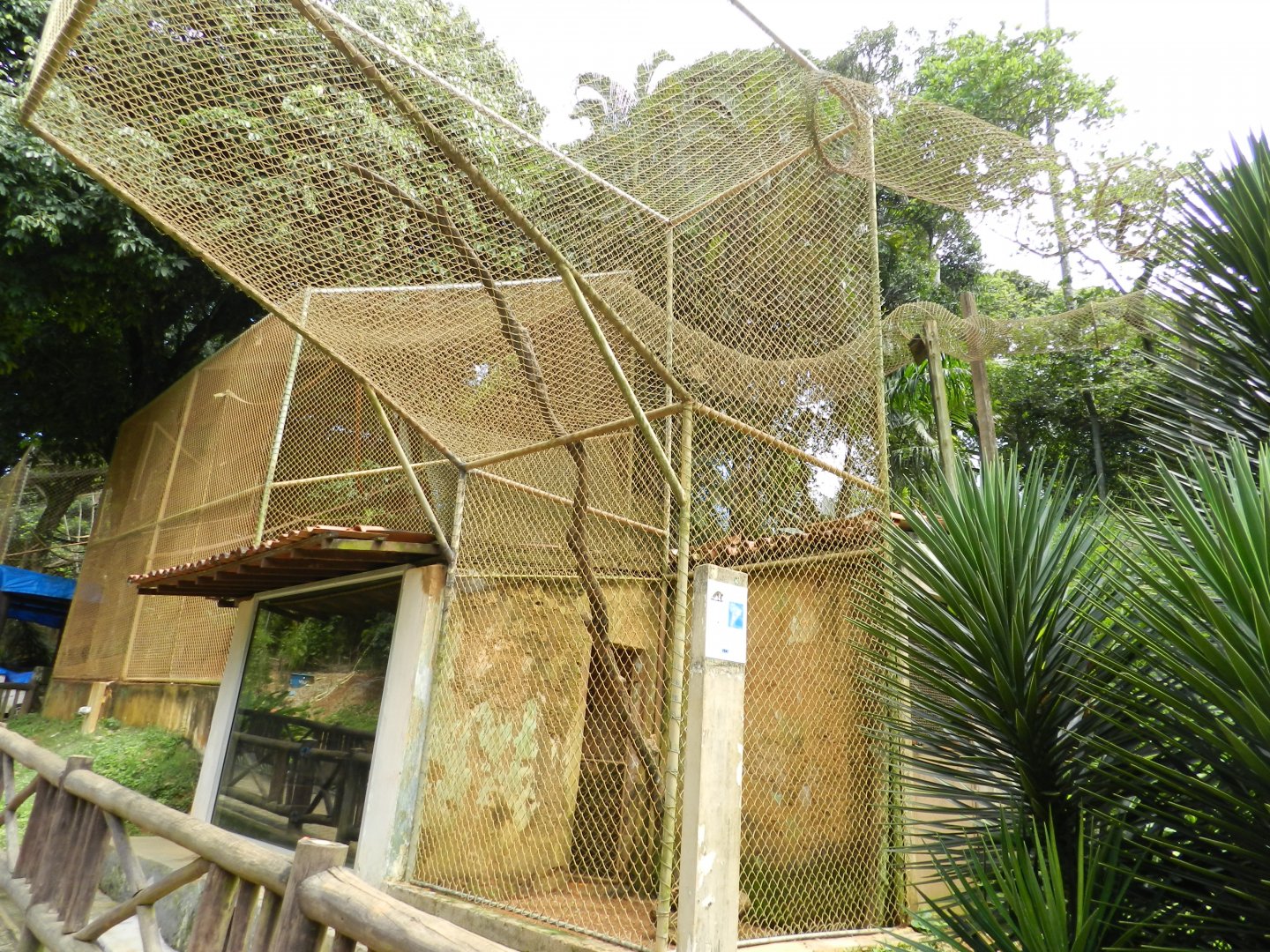 Blond capuchin monkey exhibit - Salvador zoo (PZGV)