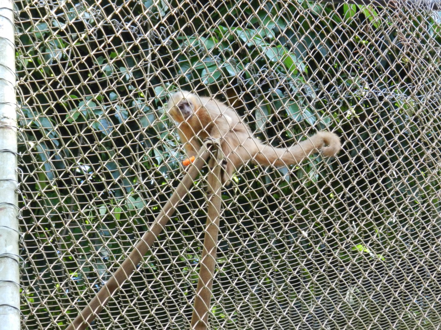Blond capuchin monkey - Salvador zoo (PZGV)