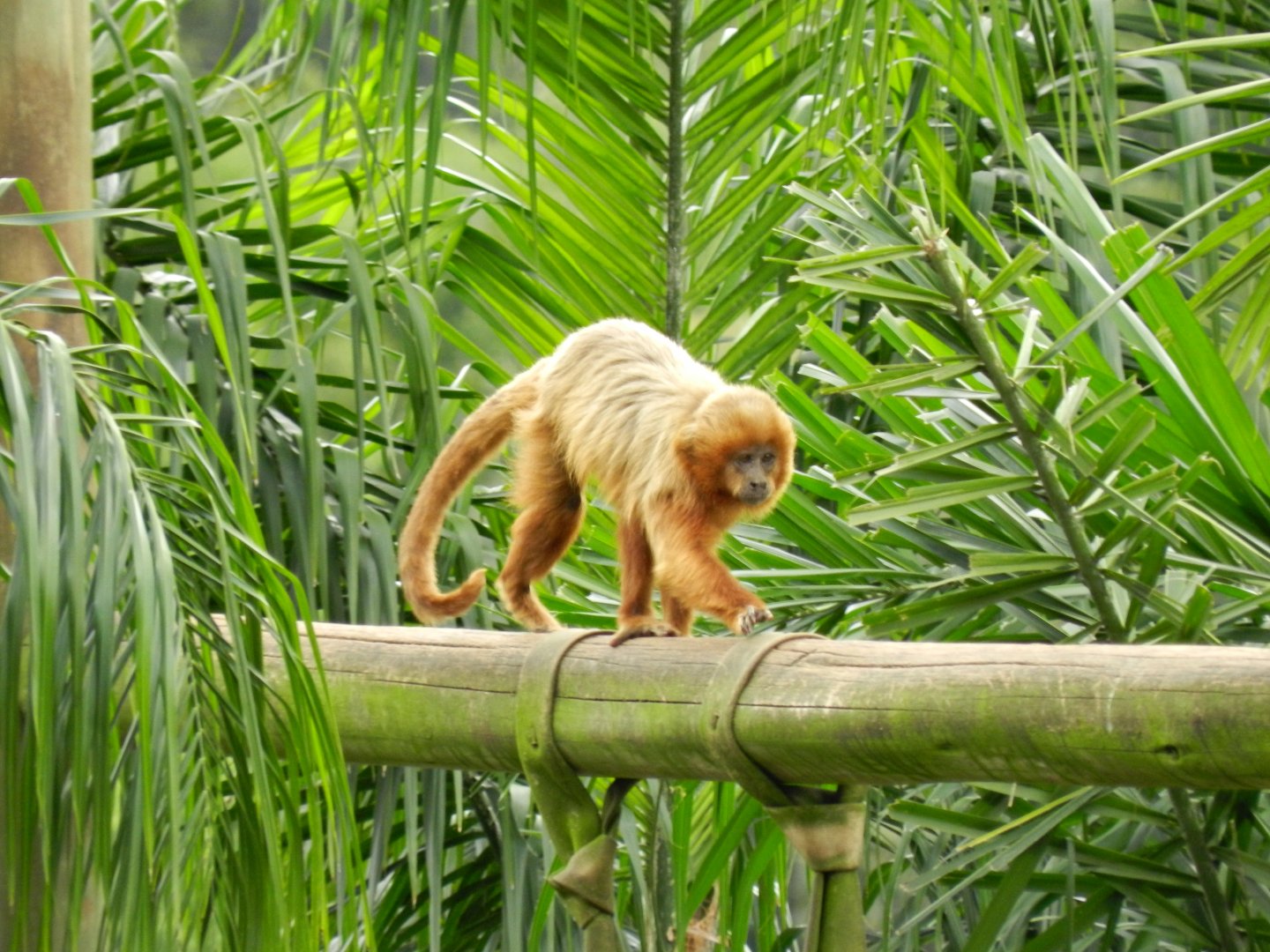 Blond capuchin monkey - Zoo São Paulo